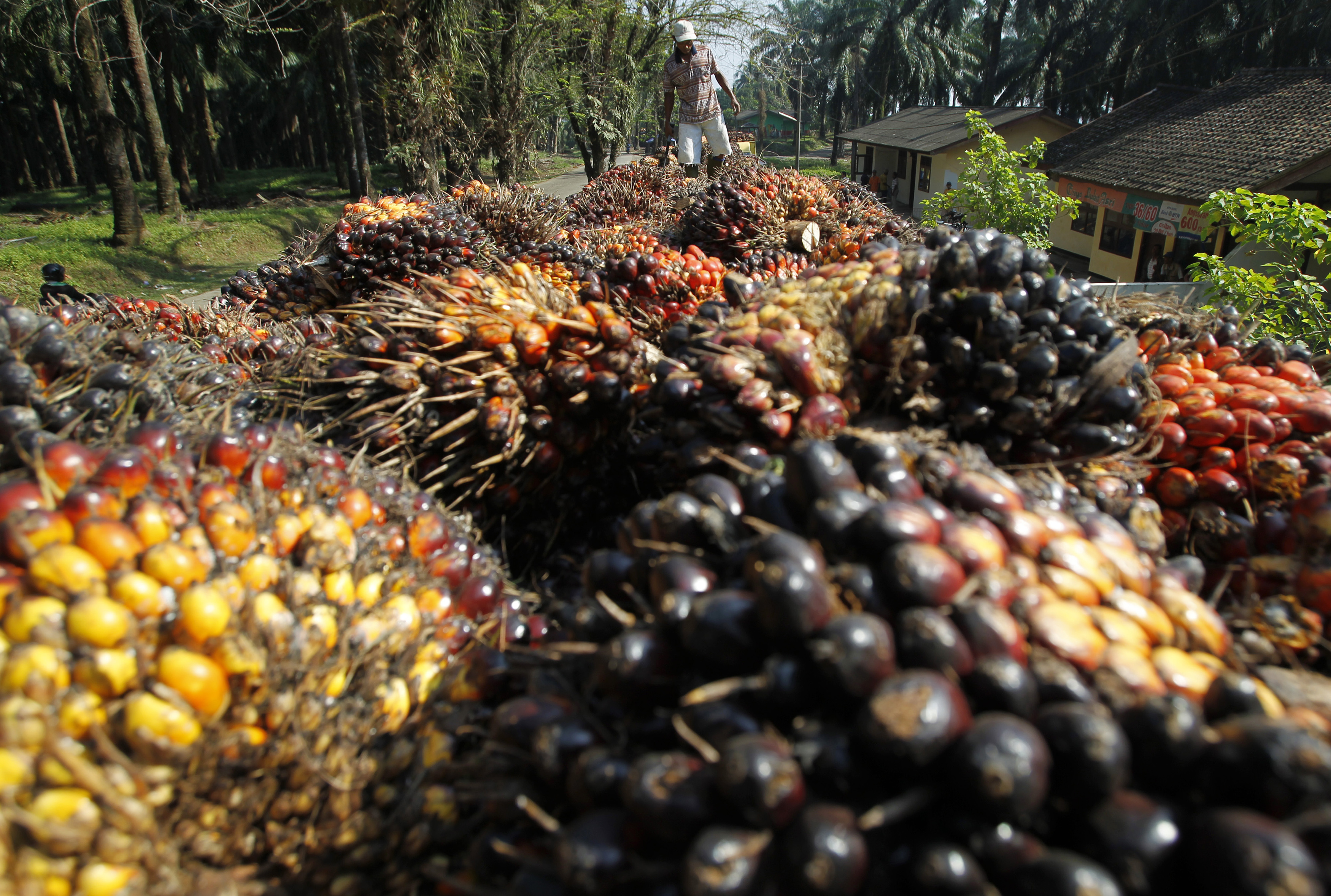 palm oil 