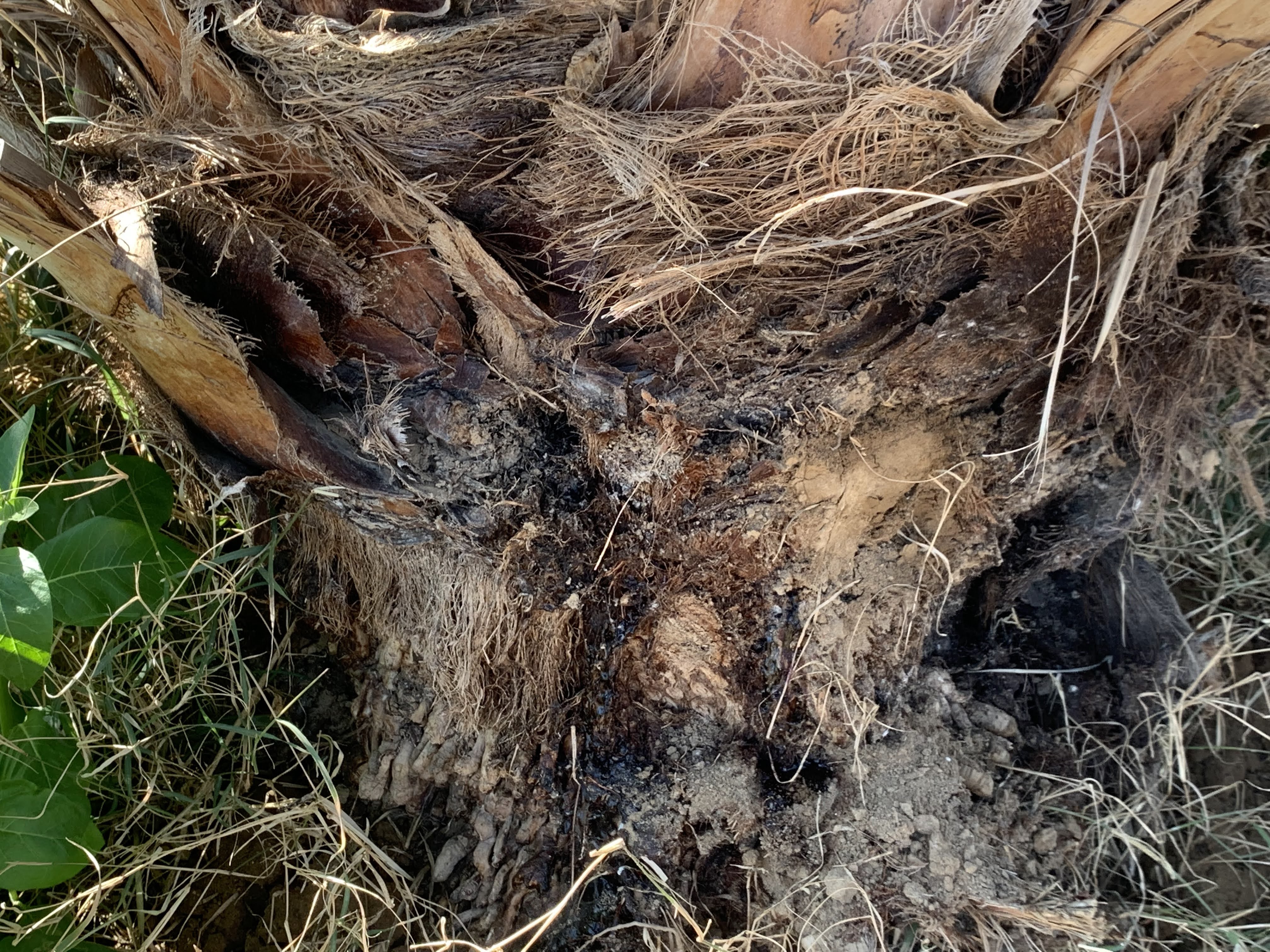 Closeup of a palm infected by red weevils