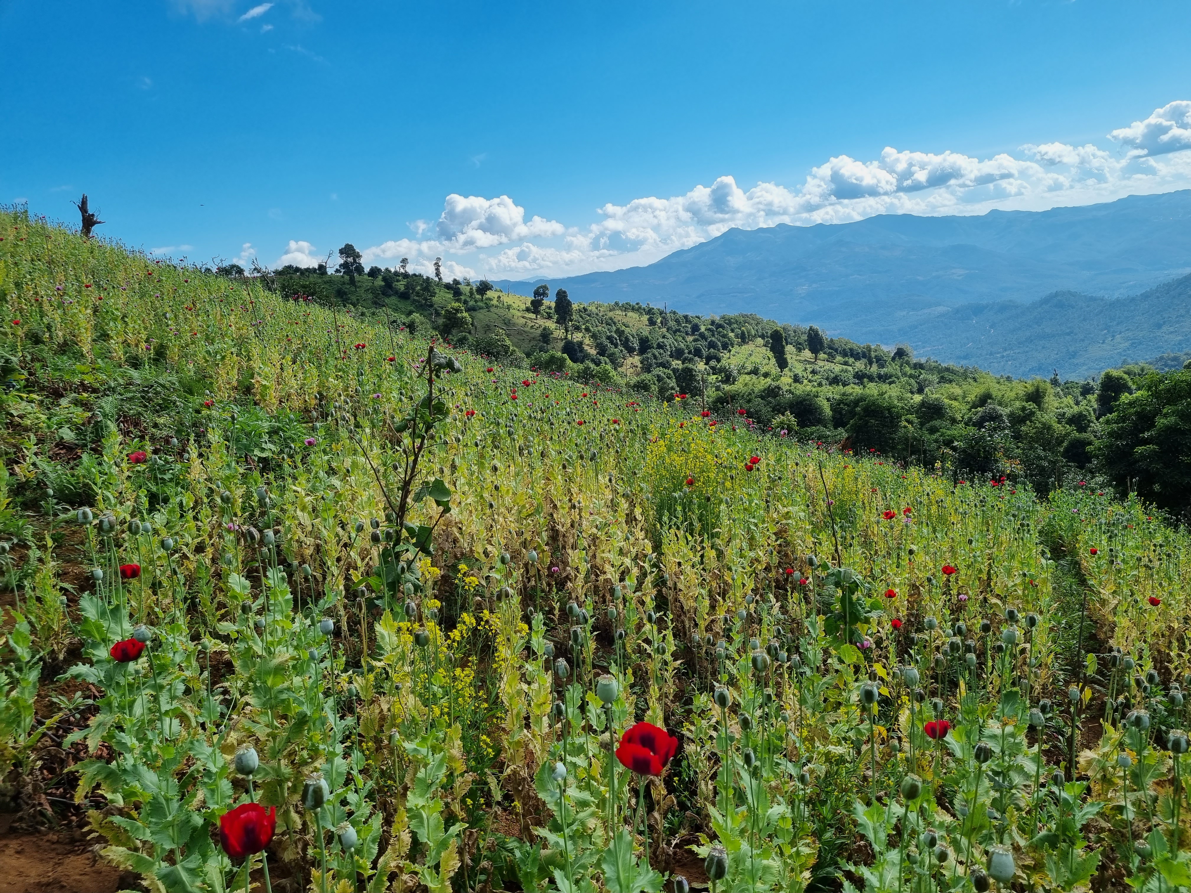 An opium poppy field in flower in Myanmar's Shan State in December 2022 [Courtesy of UNODC]