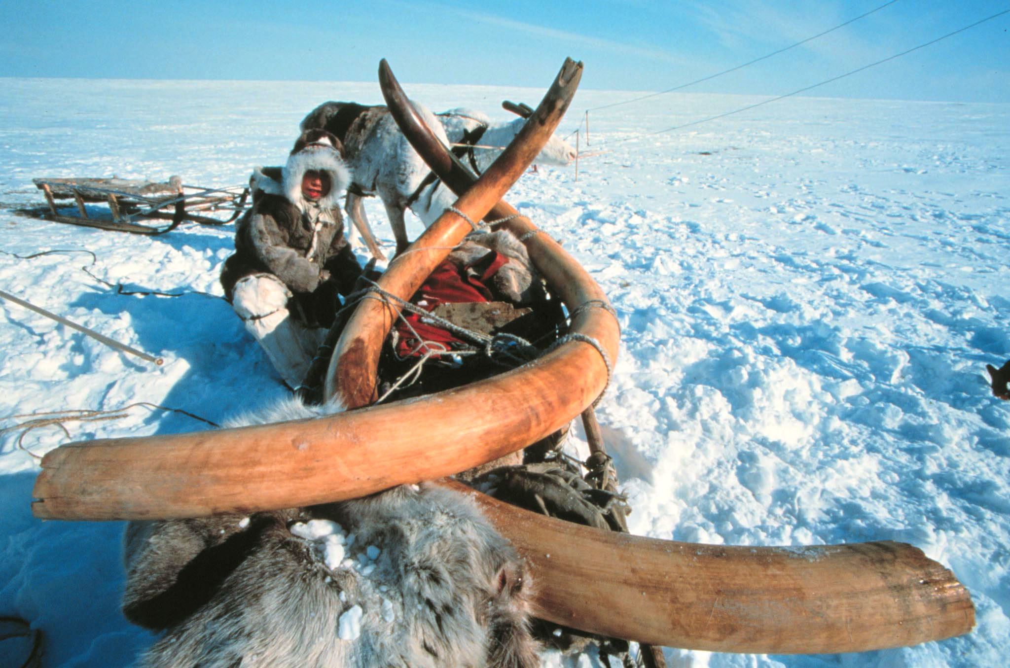 Undated photo shows remains of a woolly mammoth, virtually intact and still frozen. Scientists said October 20 that they had dug up the entire 23,000-year old woolly mammoth with tusks from the Siberian permafrost and transported it intact and still frozen.