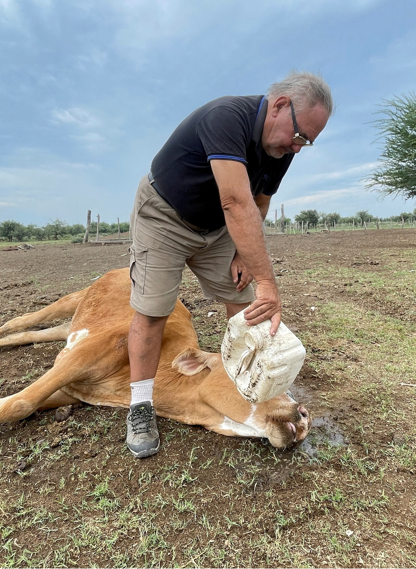 A cow lies on the ground, as a farmer pours a plastic tub of water into its mouth