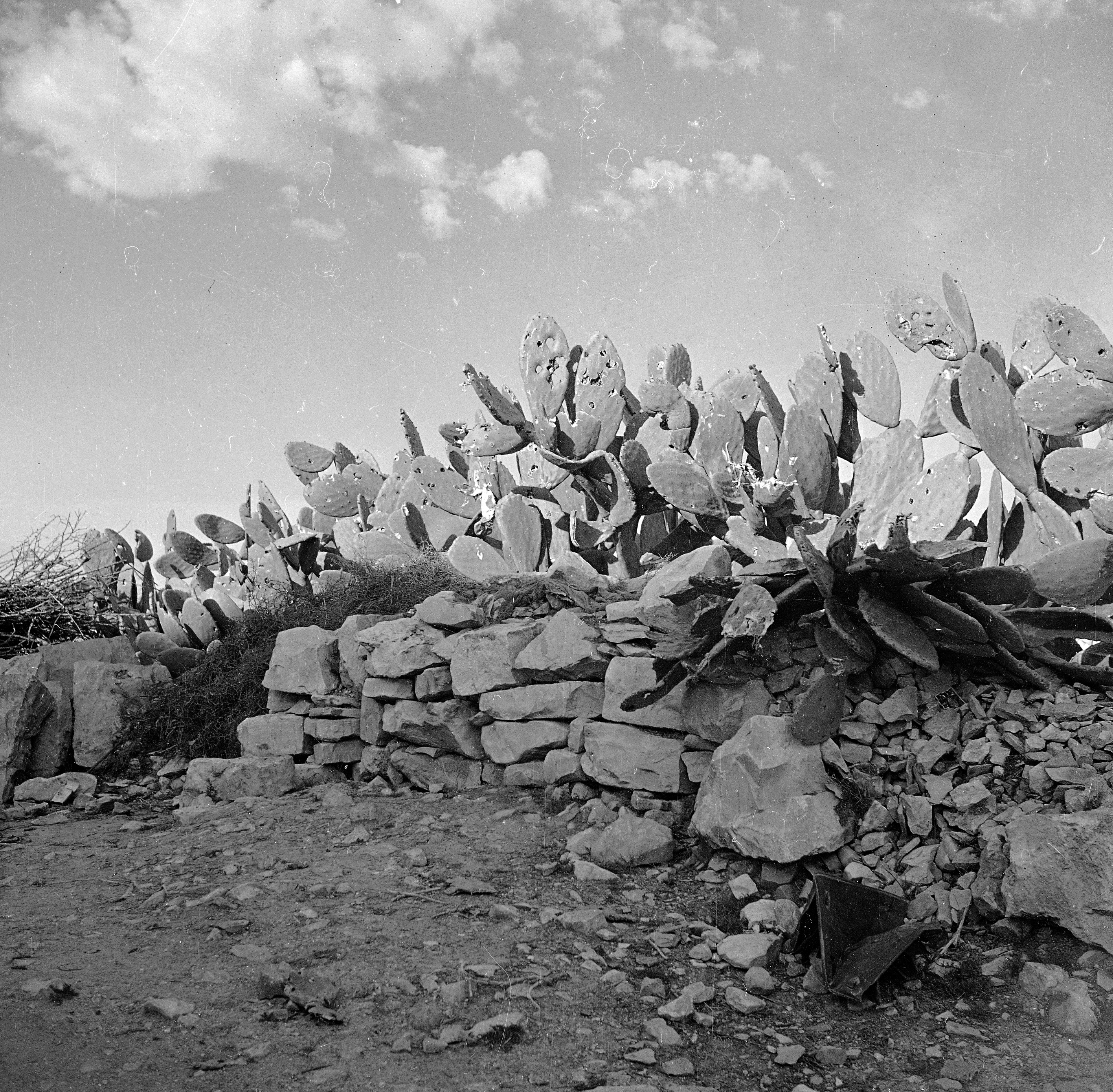 Bullet-riddled cactus are seen in the village of Deir Yassin