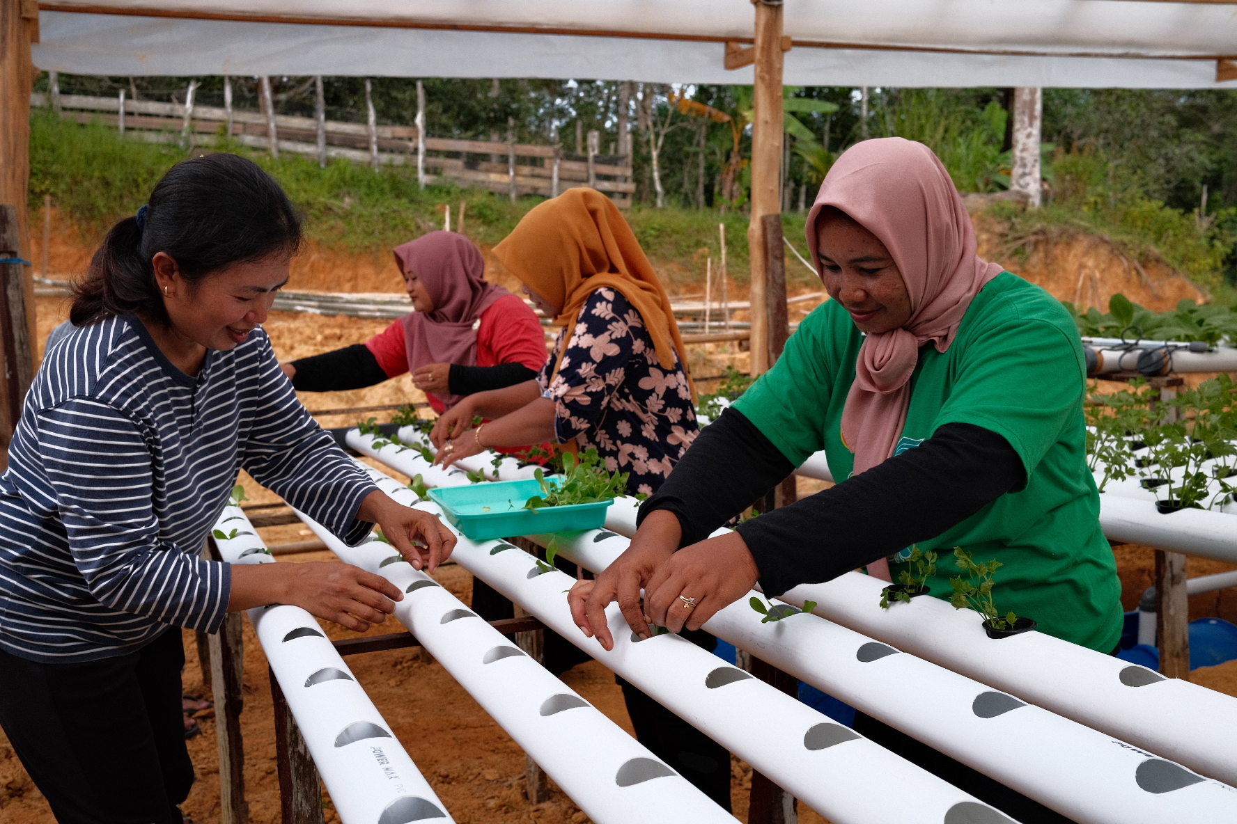 Women working in a nursery. They are planting seedlings in raised pipes. The edge of the forest is behind them. They look very happy with what they are doing.
