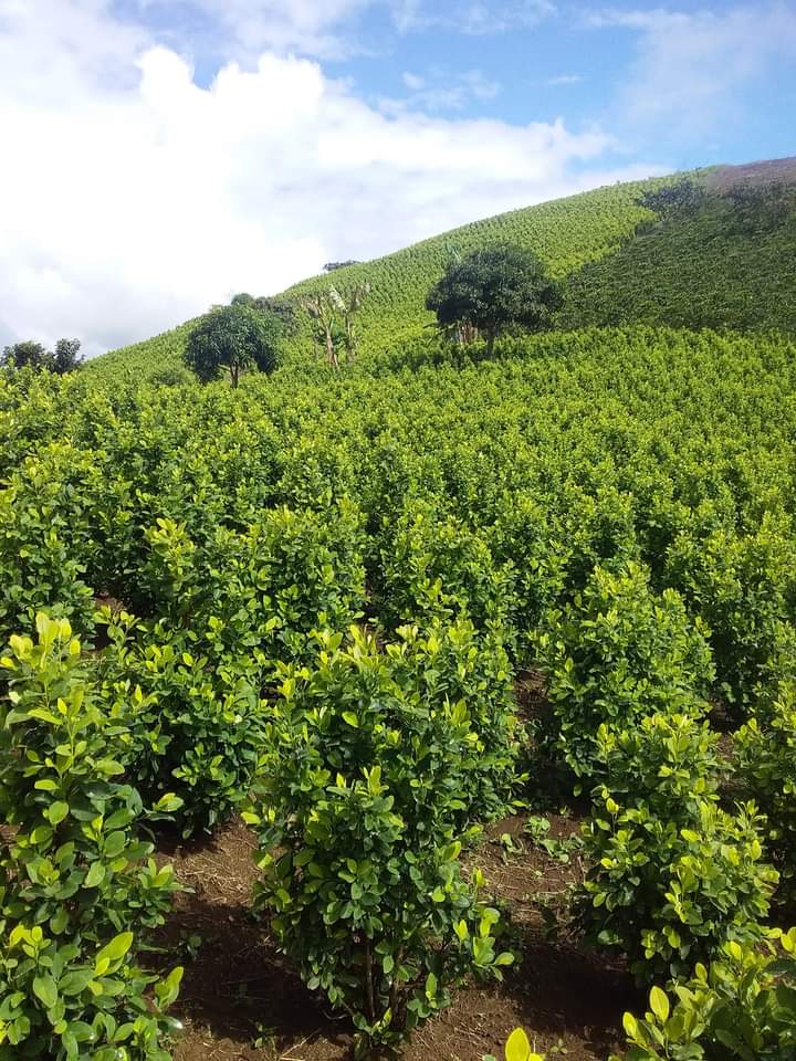A field of coca plants