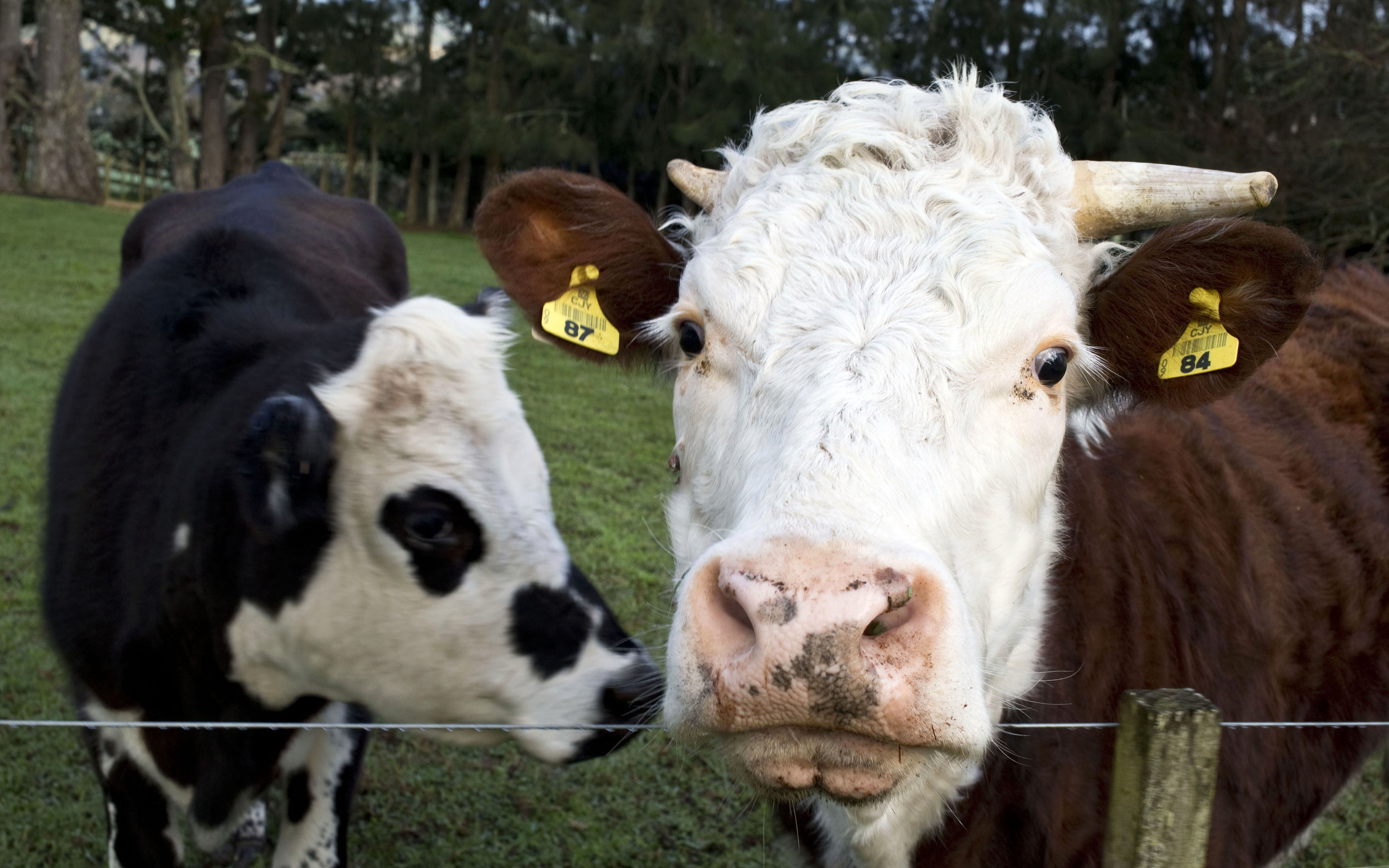 Cows are seen near the fence of a pastoral farm near Auckland August 6, 2013. Fonterra, the world's leading exporter of dairy products, apologised on Monday for a milk powder contamination scare in China that risks tainting New Zealand's reputation for food safety. Dairy produce accounts for about a quarter of New Zealand's NZ$46 billion ($36 billion) annual export earnings.