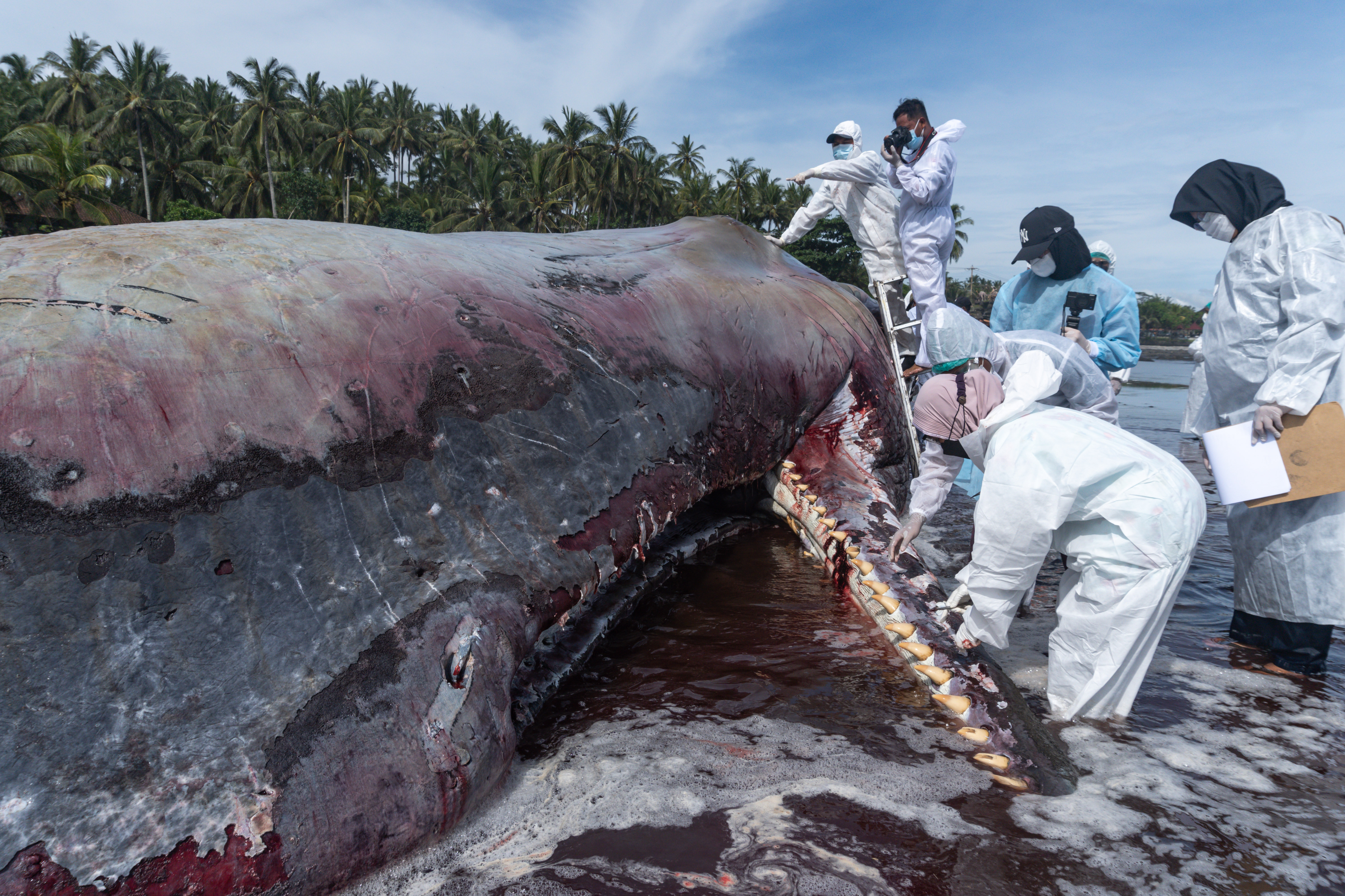 Veterinarians examine the remains of one of the sperm whales that beached in Bali. They are wearing white protective suits. The waves are lapping at their feet. The whale's teeth are clearly visible