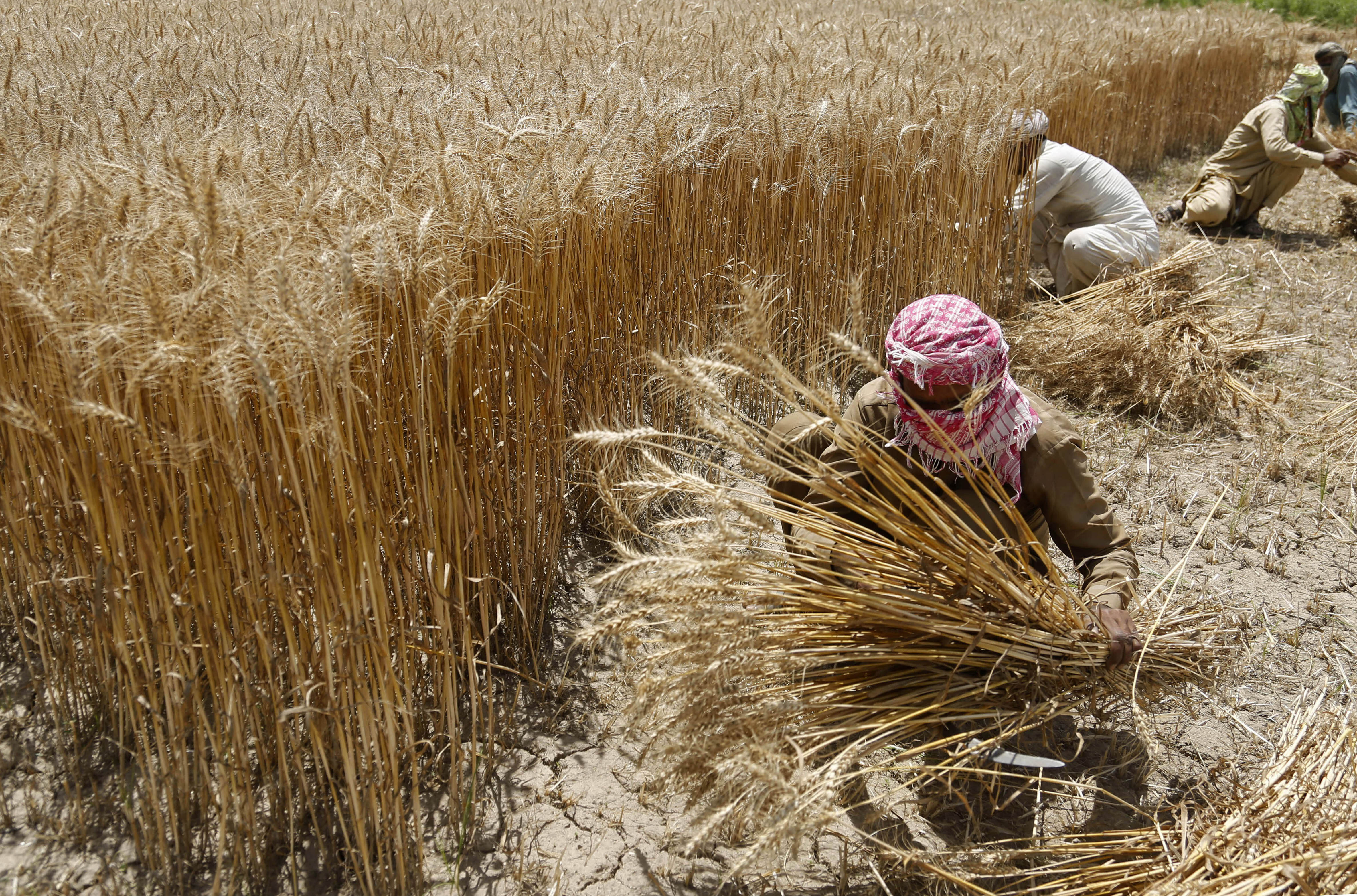 Pakistan farmers