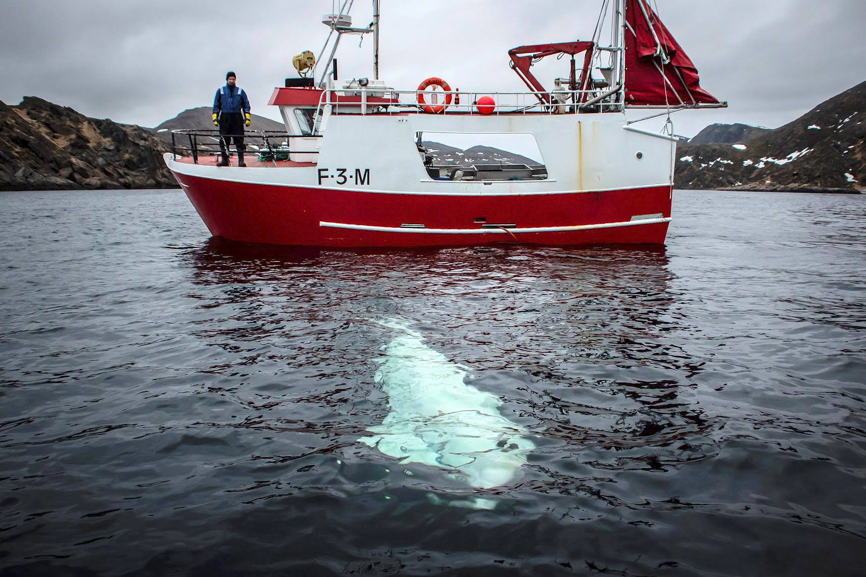 A white beluga whale wearing a harness is seen next to a fishing boat off the coast of northern Norway, April 29, 2019. Jorgen Ree Wiig/Sea Surveillance Service/Handout/NTB Scanpix via REUTERS ATTENTION EDITORS - THIS IMAGE WAS PROVIDED BY A THIRD PARTY. NORWAY OUT. NO COMMERCIAL OR EDITORIAL SALES IN NORWAY. MANDATORY CREDIT