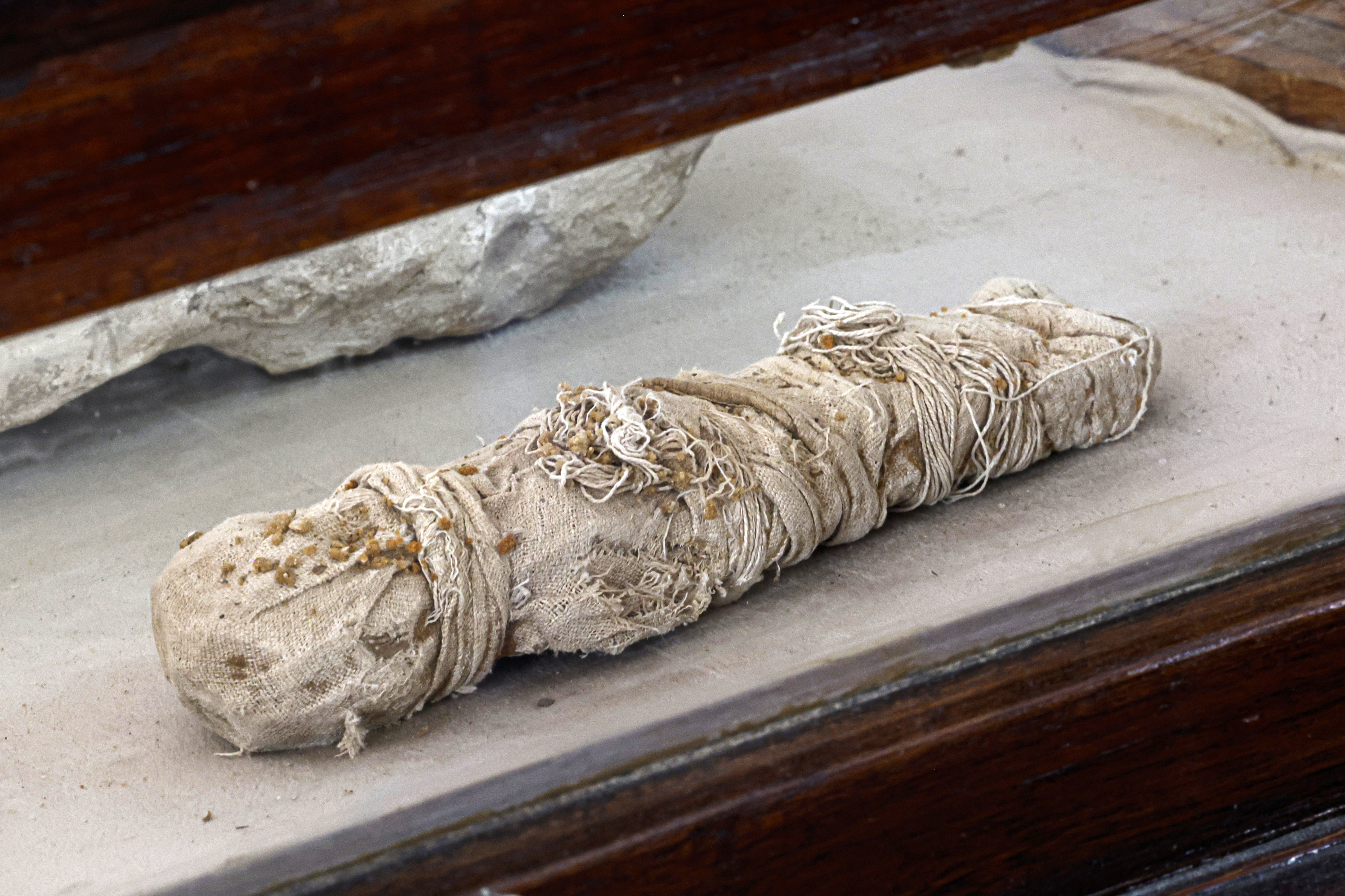 A newly discovered small mummified animal