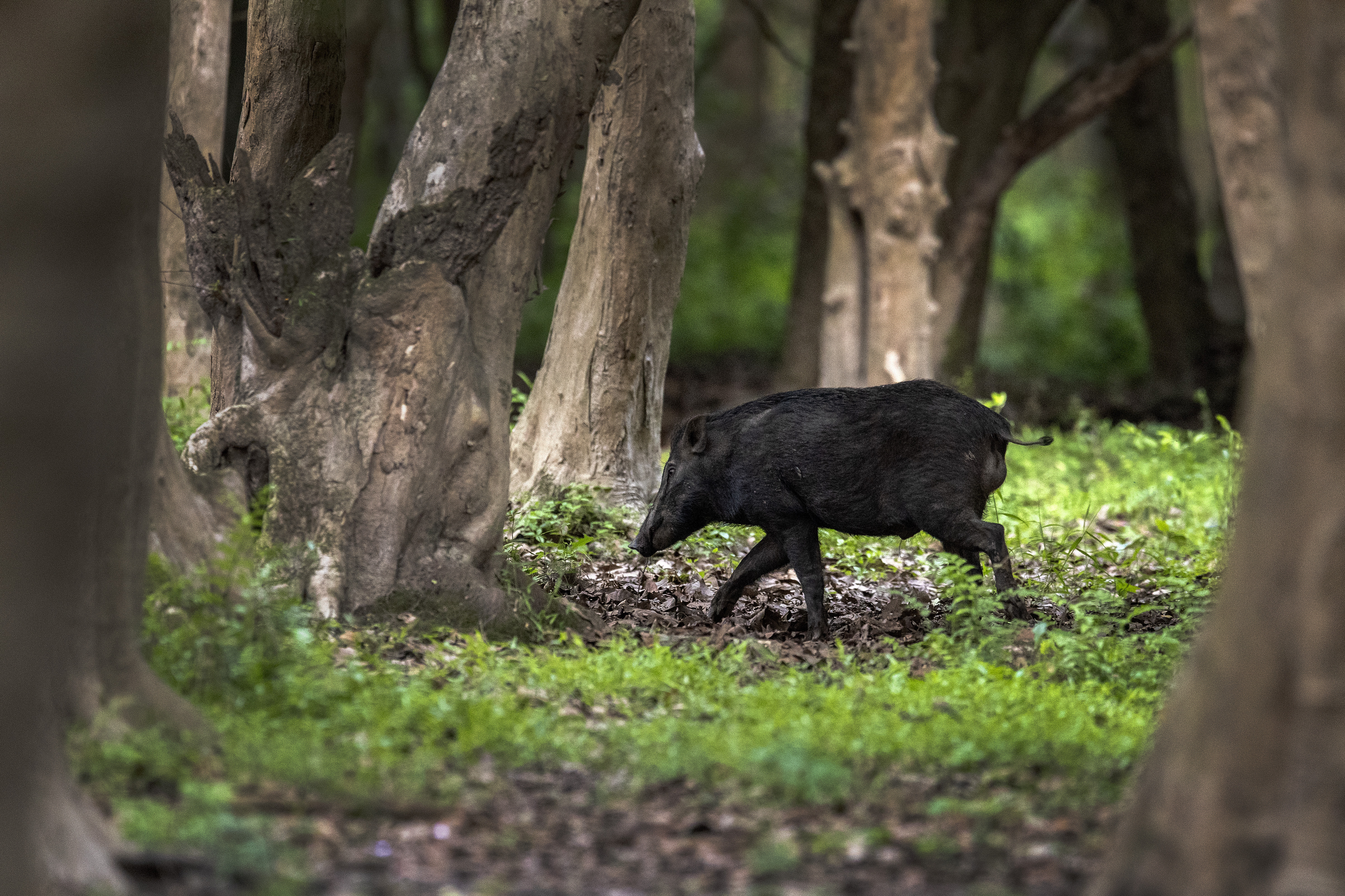 A wild boar walks inside Pobitora wildlife sanctuary on the outskirts of Gauhati, India