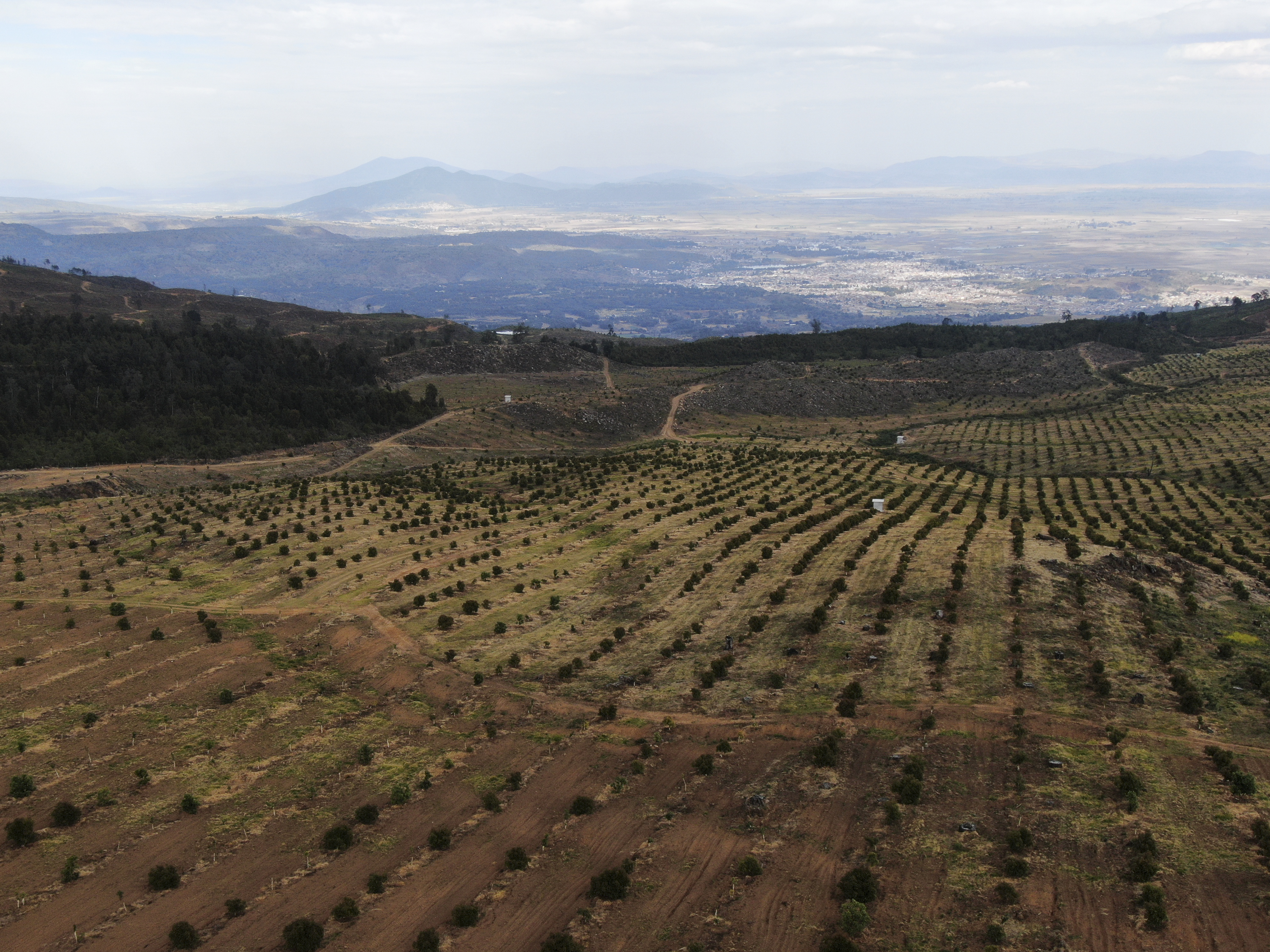 A vast field emptied of trees with small rows of avocado plants. Mountains can be seen in the distance.