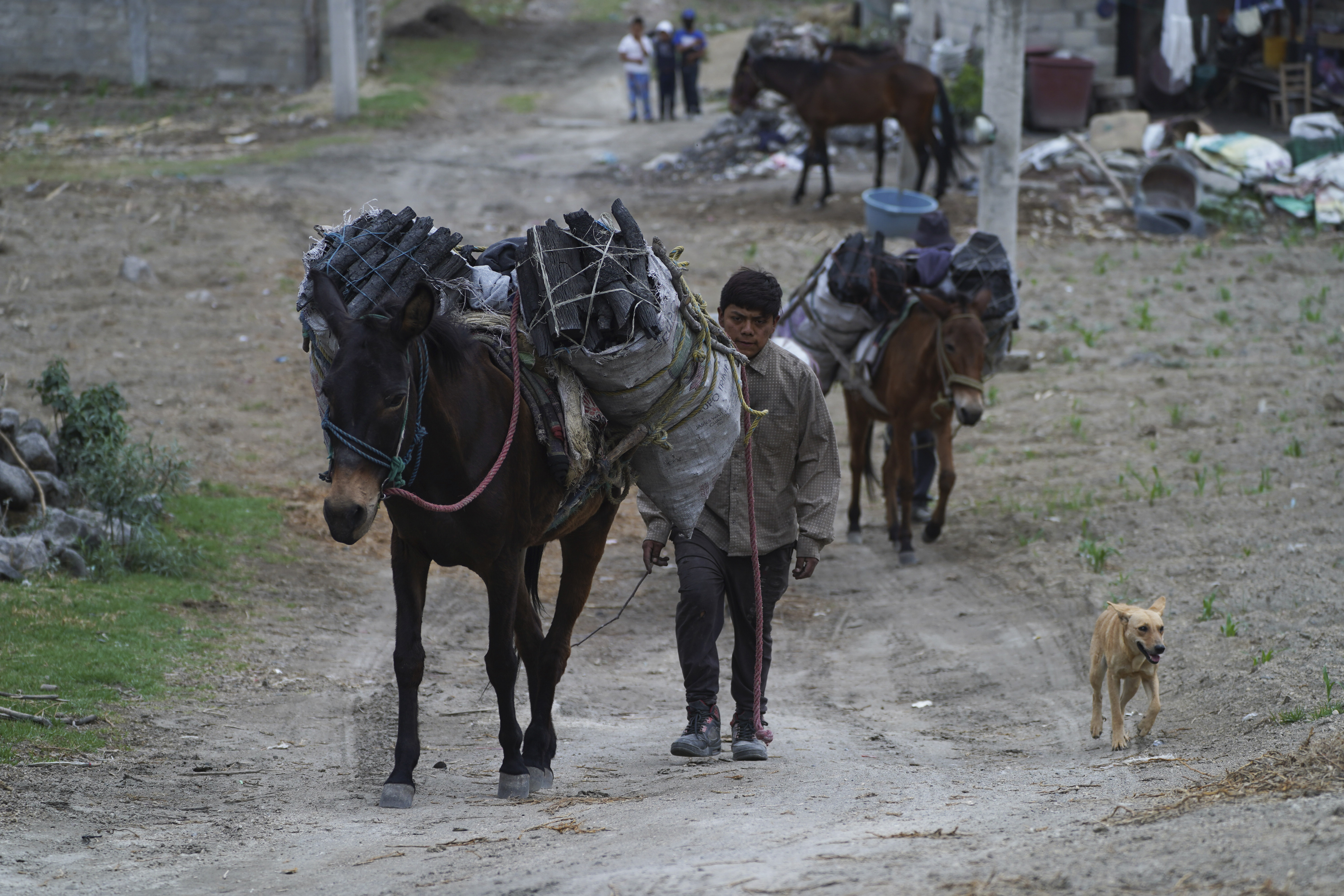 Farmers move their mules loaded with coal, covered with ash from the Popocatepetl volcano that blankets Santiago Xalitzintla, Mexico,