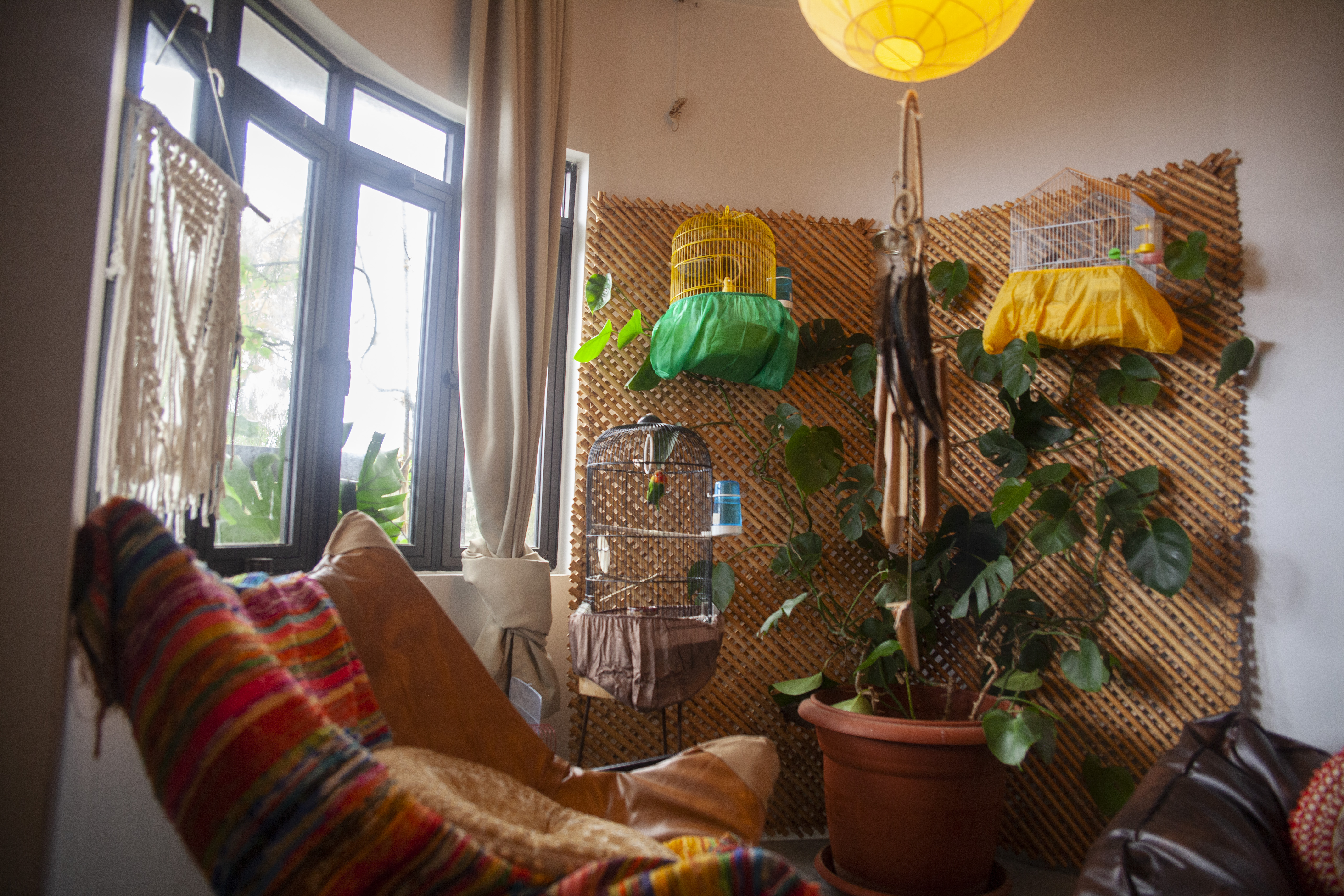 A photo of a living space with a chair with a blanket and a plant next to it and three birdcages with birds in them on shelfs on the wall.