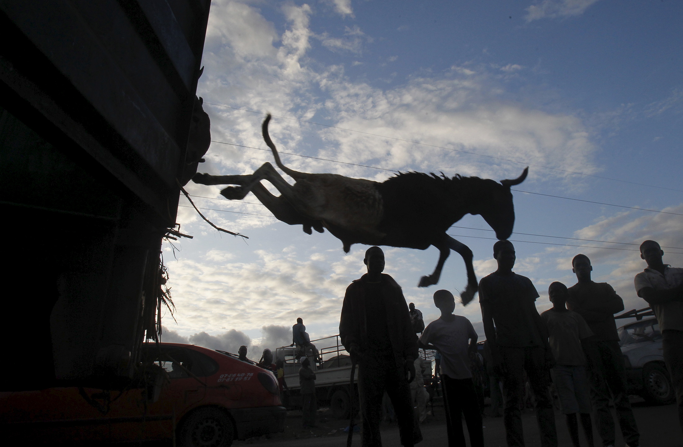 A sheep is pushed off a truck at a sheep market ahead of Eid al-Adha, in Port Bouet, Abidjan, Ivory Coast