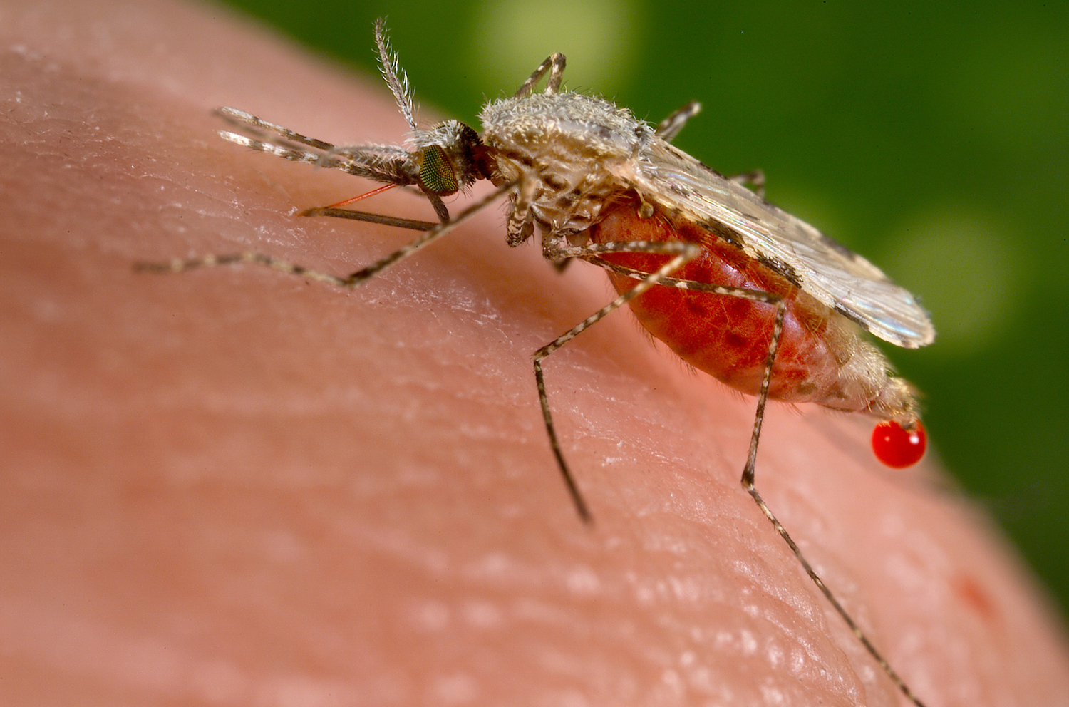 A mosquito, red and swollen with blood, bites a human.