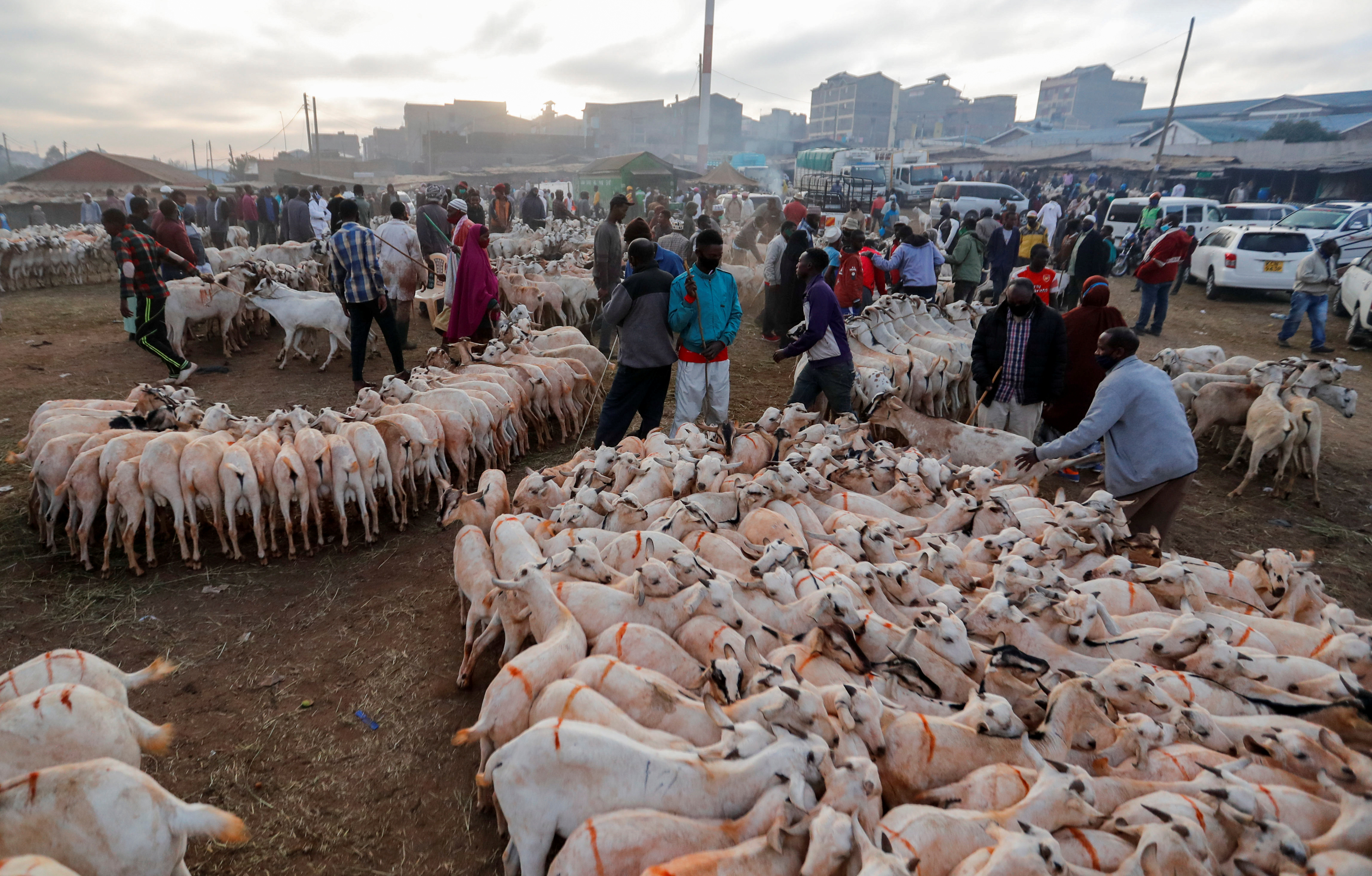 People buy goats at a livestock market during celebrations marking the Muslim holiday of Eid al-Adha in Nairobi, Kenya 