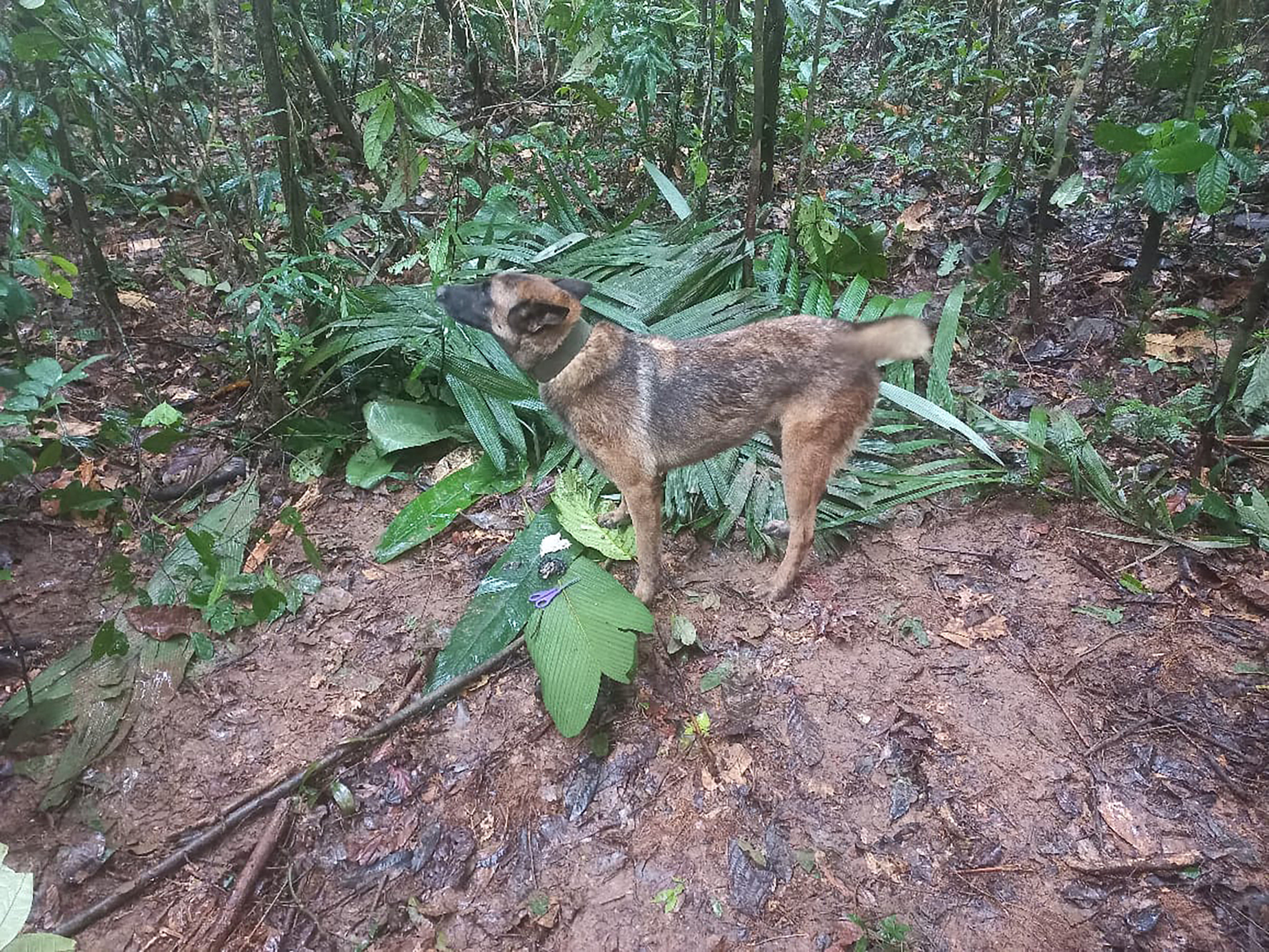 A brown dog stands in a forest