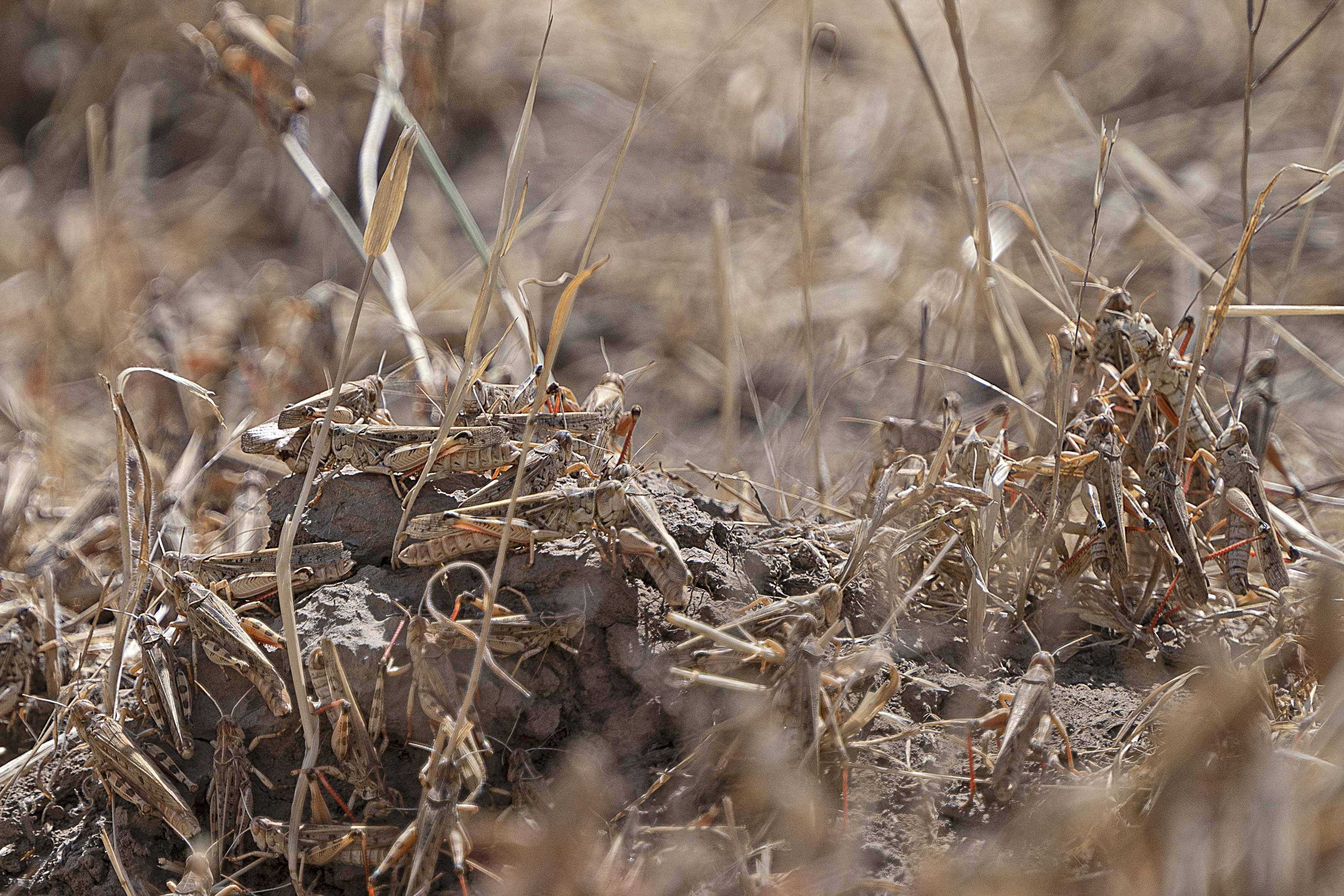 Locusts feed on grassland