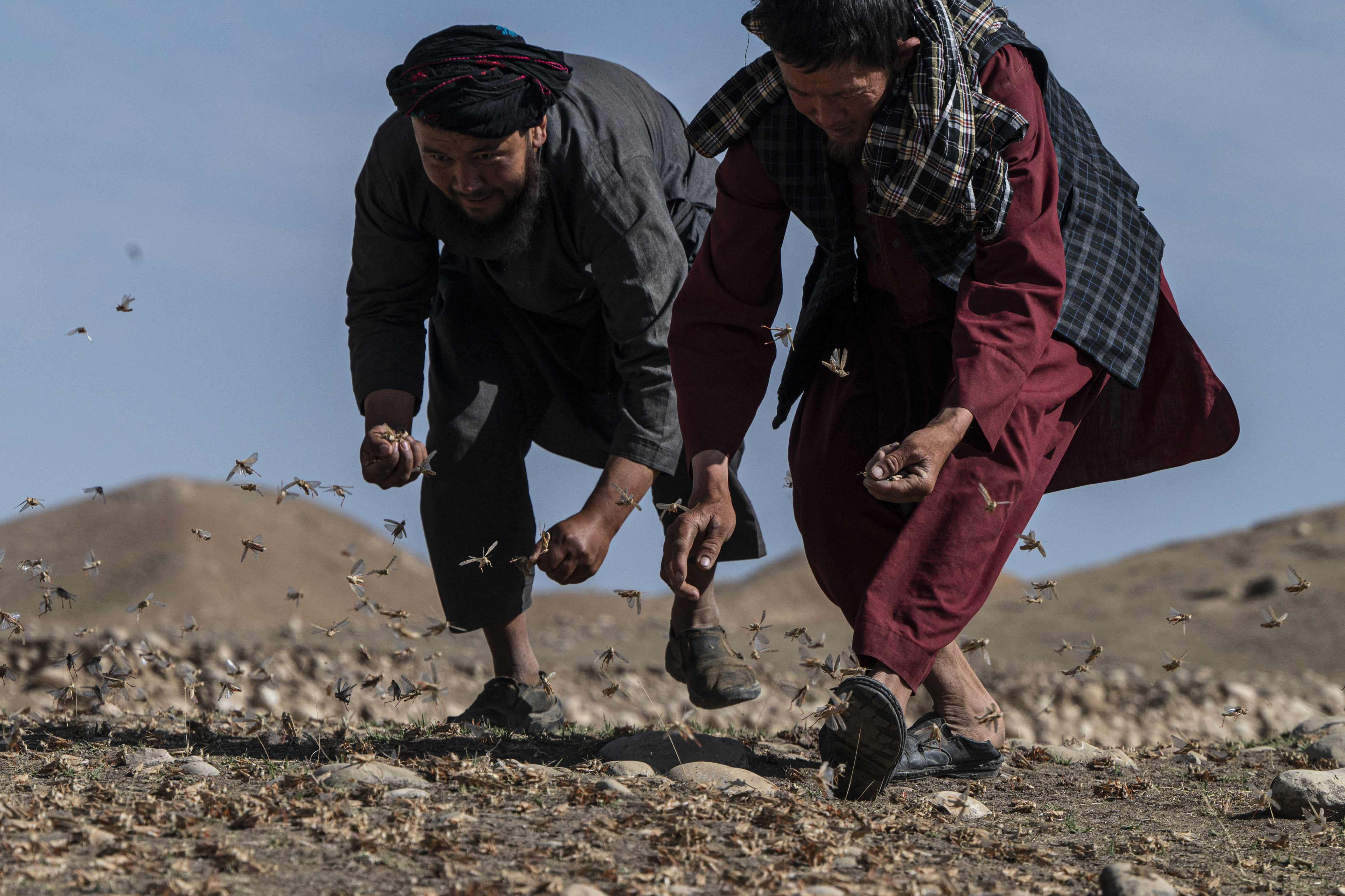 Locusts feed on grassland
