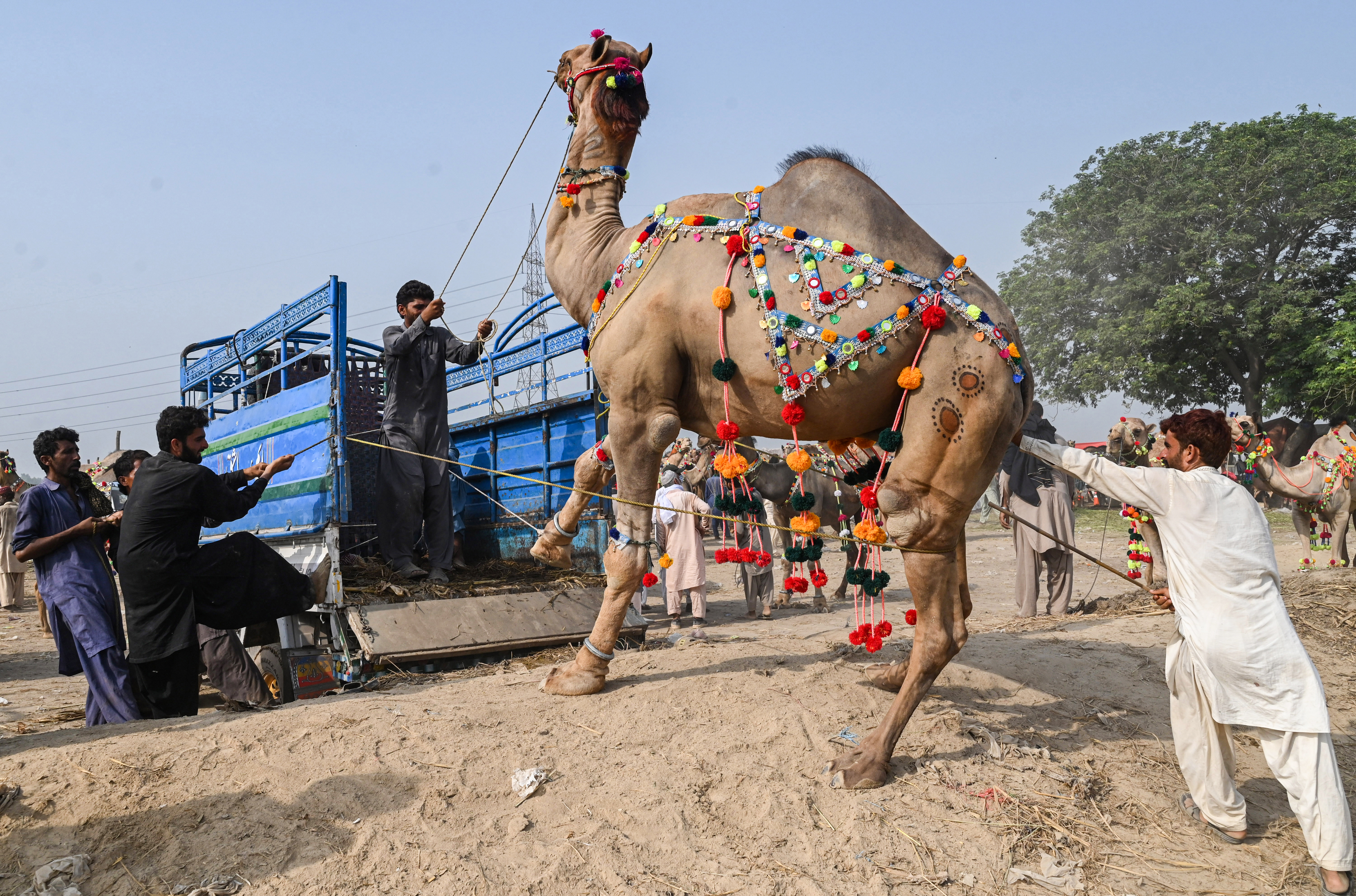 Pakistan Eid camels