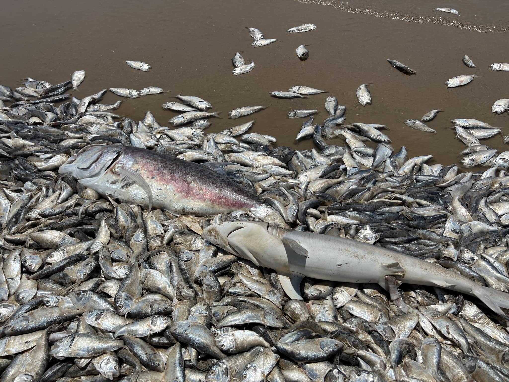 Dead fish on Texas Gulf Coast