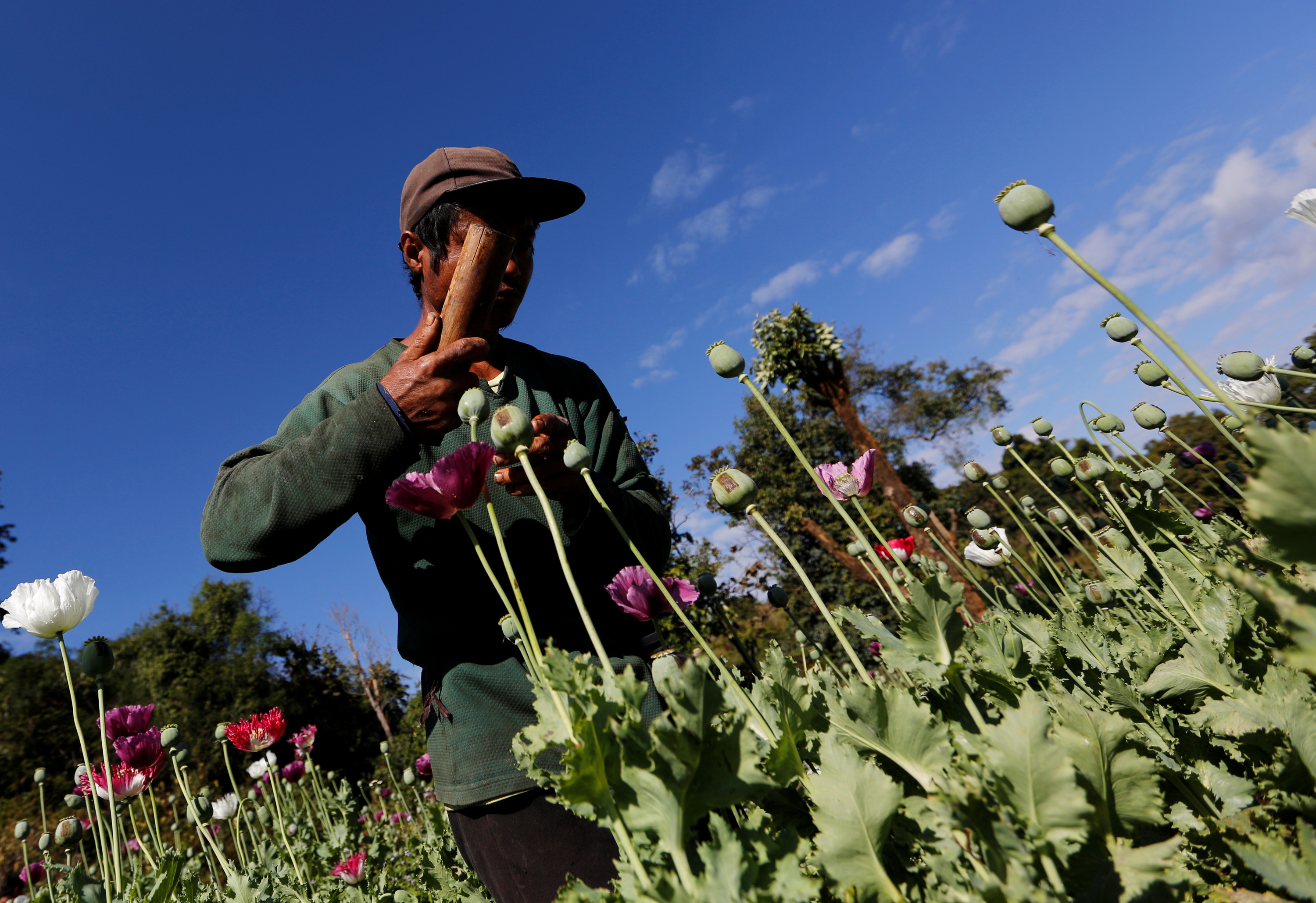 A man harvests opium as he works in an opium field outside Loikaw, Kayah state, Myanmar, November 30, 2016. Picture taken on November 30, 2016. REUTERS/Soe Zeya Tun