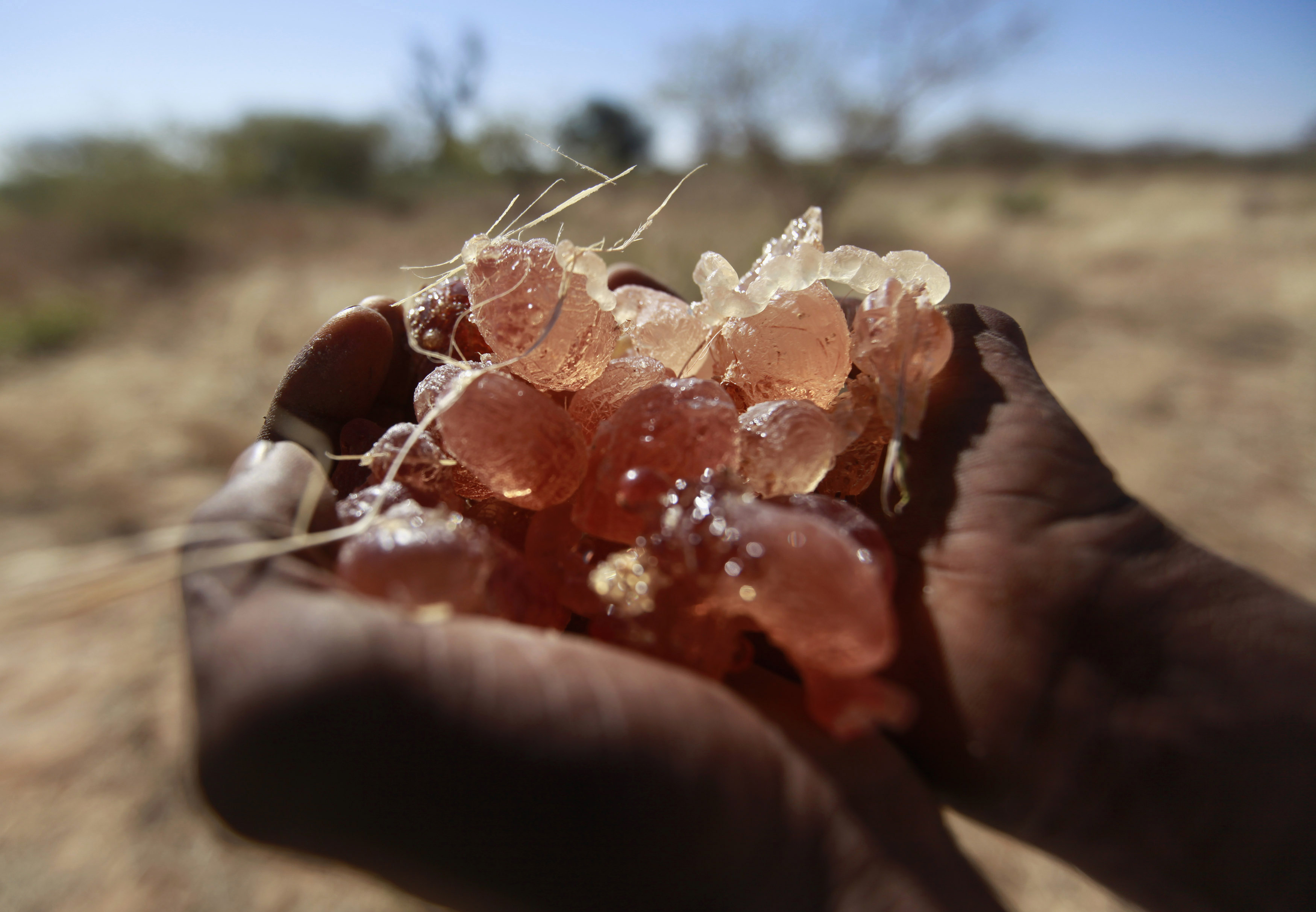 A farmer carries collected gum arabic from an Acacia tree in the western Sudanese town of El-Nahud