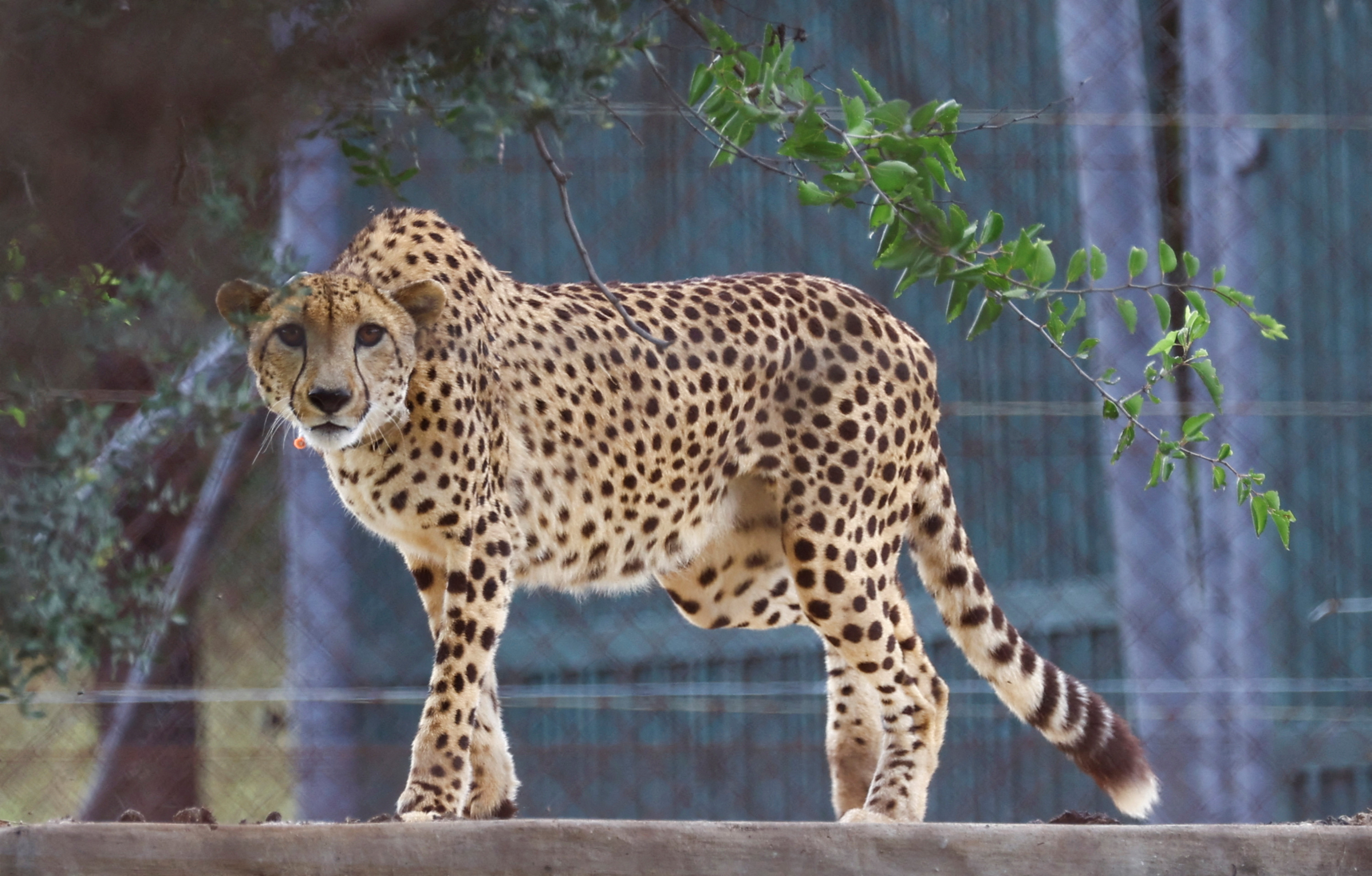 A cheetah looks on after being sedated, before being flown with eleven others from South Africa to India under an agreement between the two governments to introduce the African cats to the South Asian country over the next decade, at Rooiberg veterinary facility, Limpopo province, South Africa.