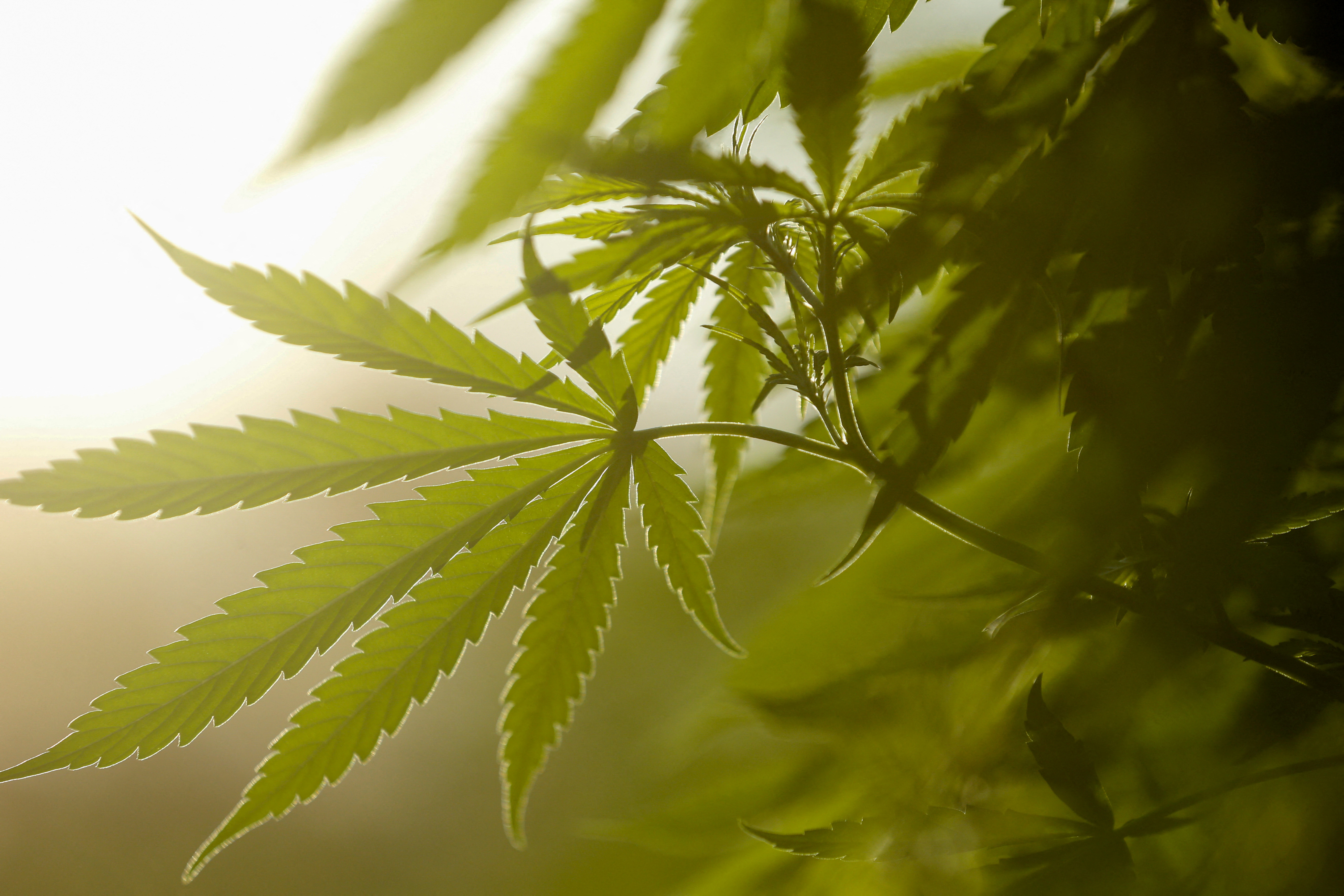 Marijuana plants are pictured at a farm before a harvest festival to showcase farms that have been converted to produce medicinal cannabis, in 10 de Agosto, Paraguay February 18, 2023. REUTERS/Cesar Olmedo