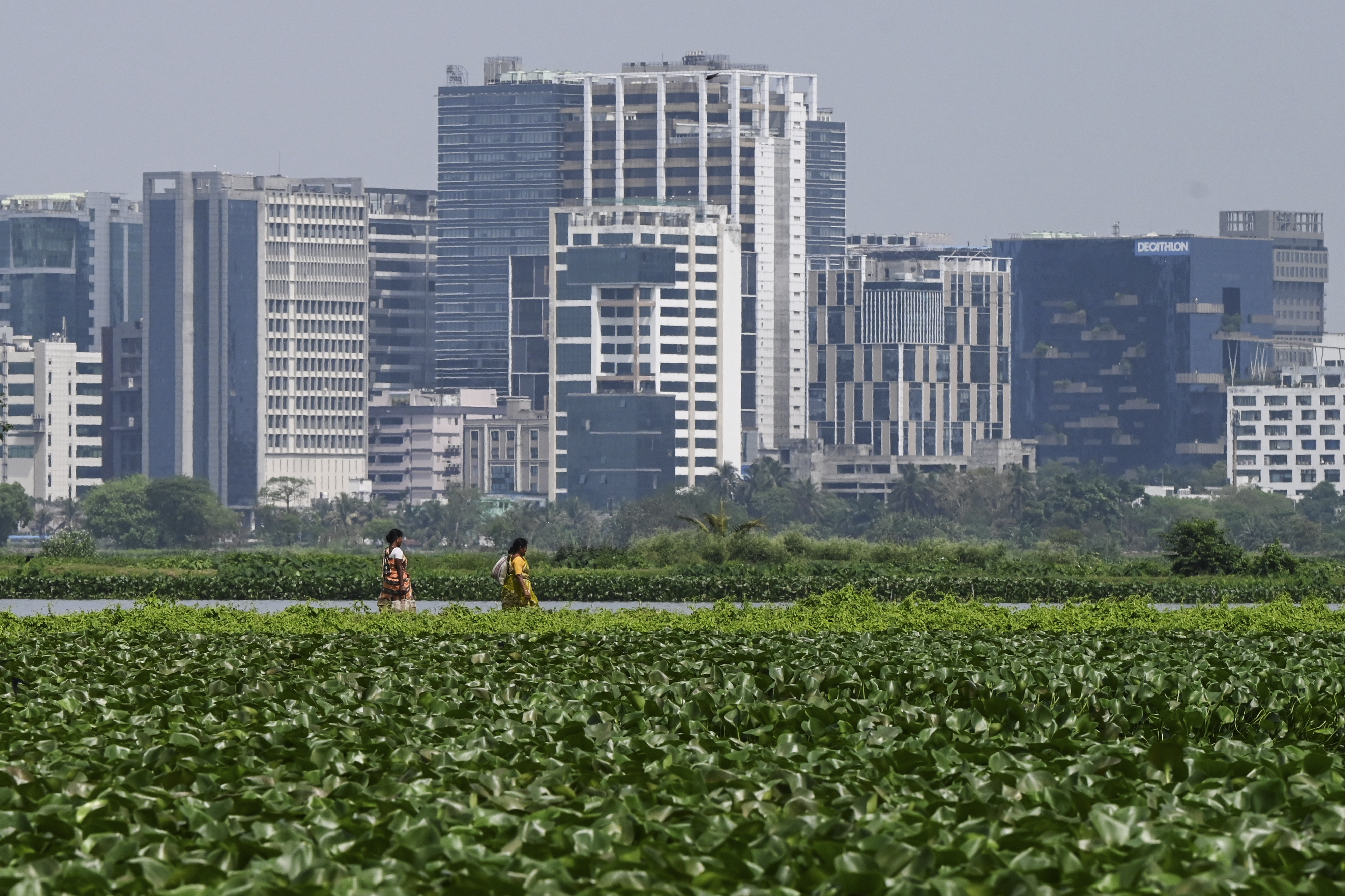 Wetlands just outside India's Kolkata have for generations provided tonnes of food daily and thousands of jobs as they filter sewage through fish ponds -- but rapid urbanisation is threatening the ecosystem.