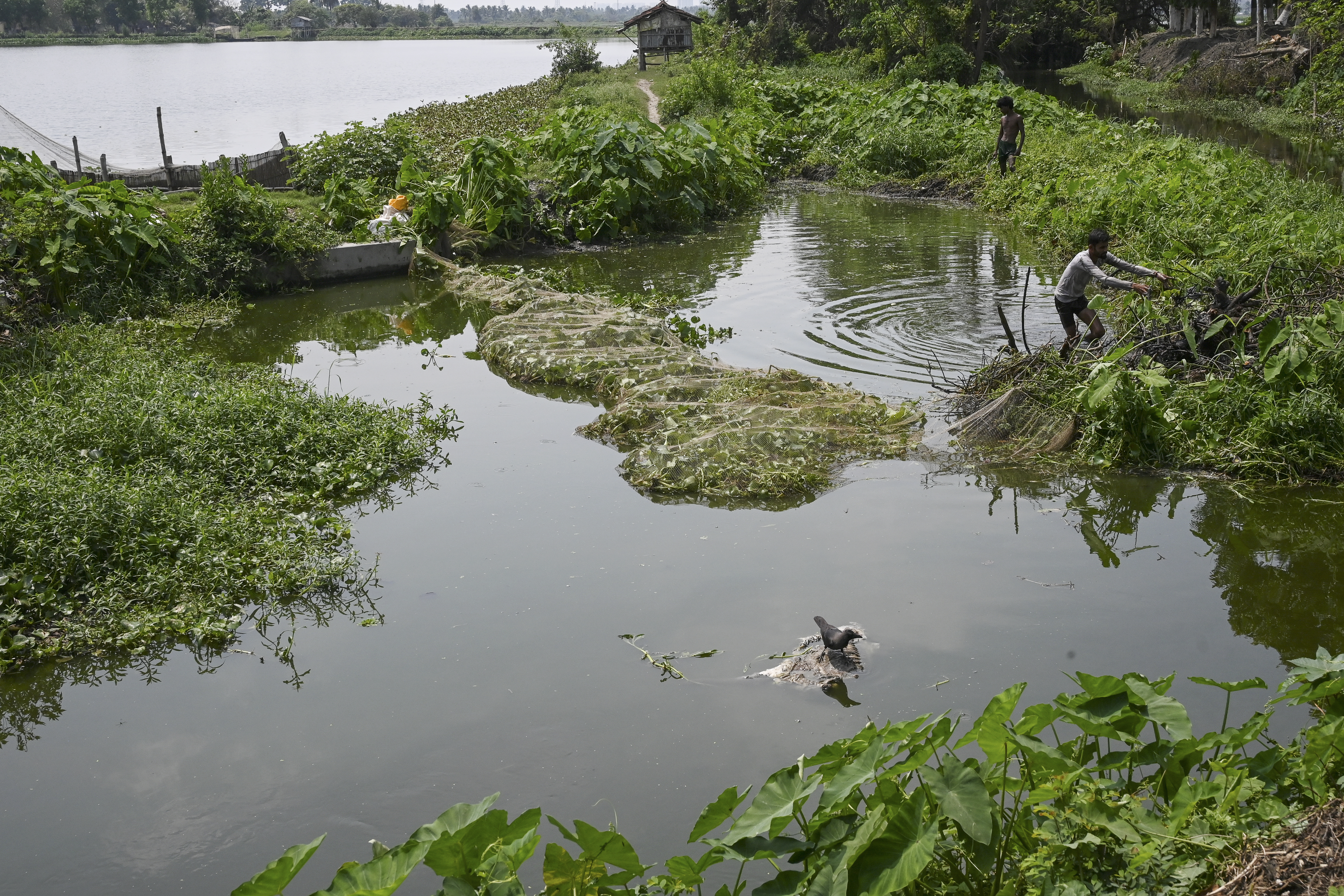 Wetlands just outside India's Kolkata have for generations provided tonnes of food daily and thousands of jobs as they filter sewage through fish ponds -- but rapid urbanisation is threatening the ecosystem.