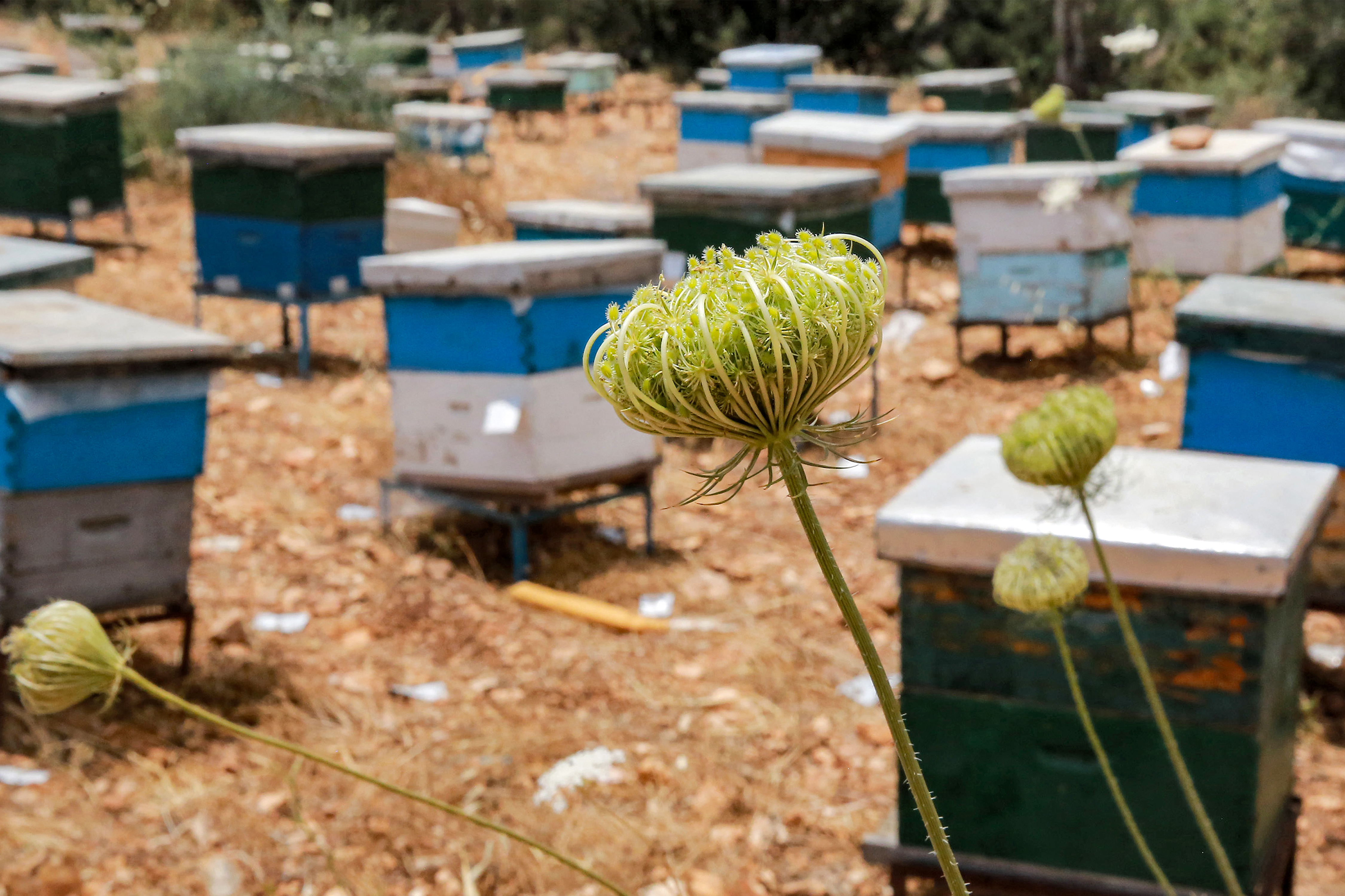 Flowers are pictured next to beehives at an apiary