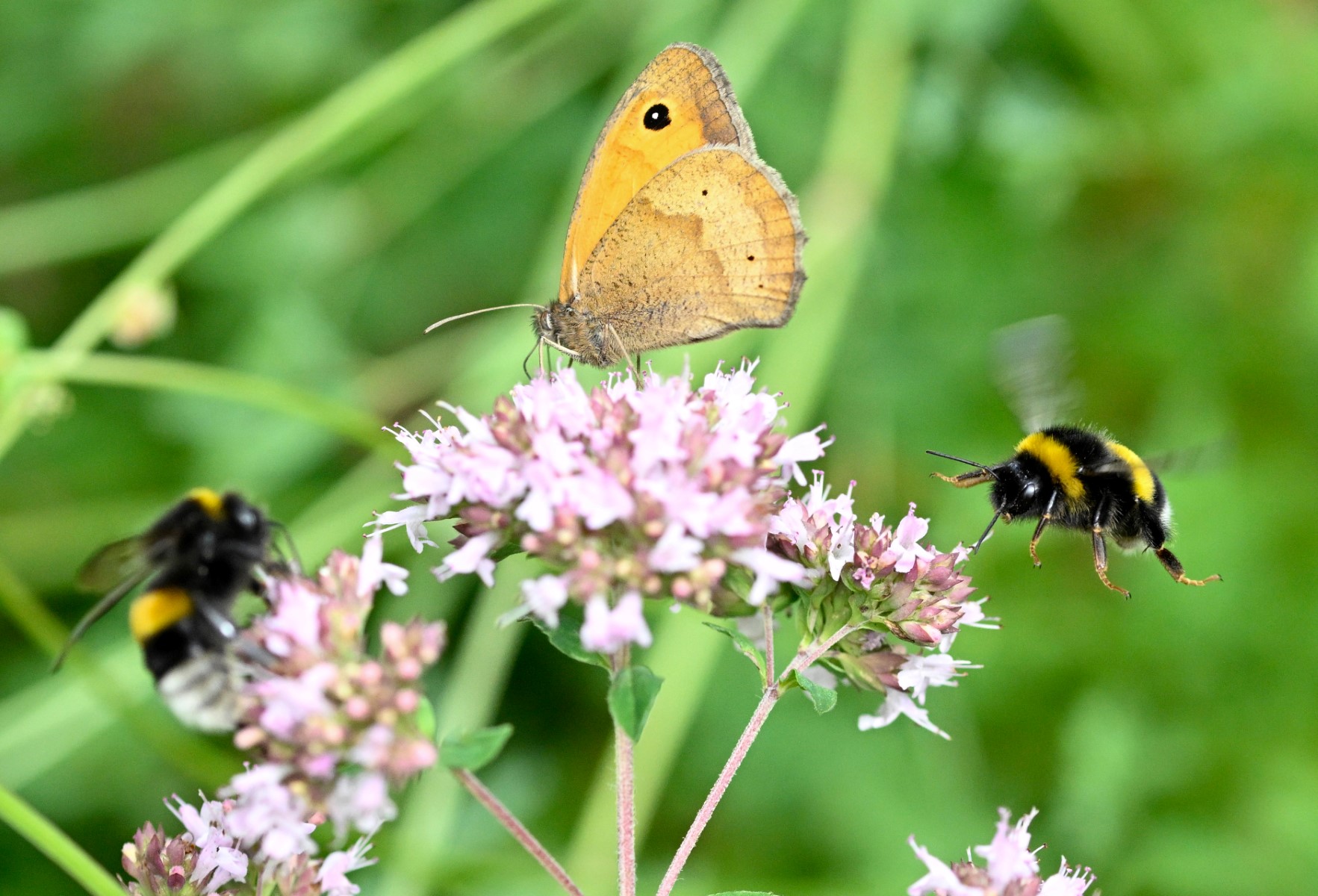 A bumblebee (Bombus pratorum) (R) flies towards a meadow brown (Maniola jurtina) butterfly (C) foraging flowers in Rennes, western France