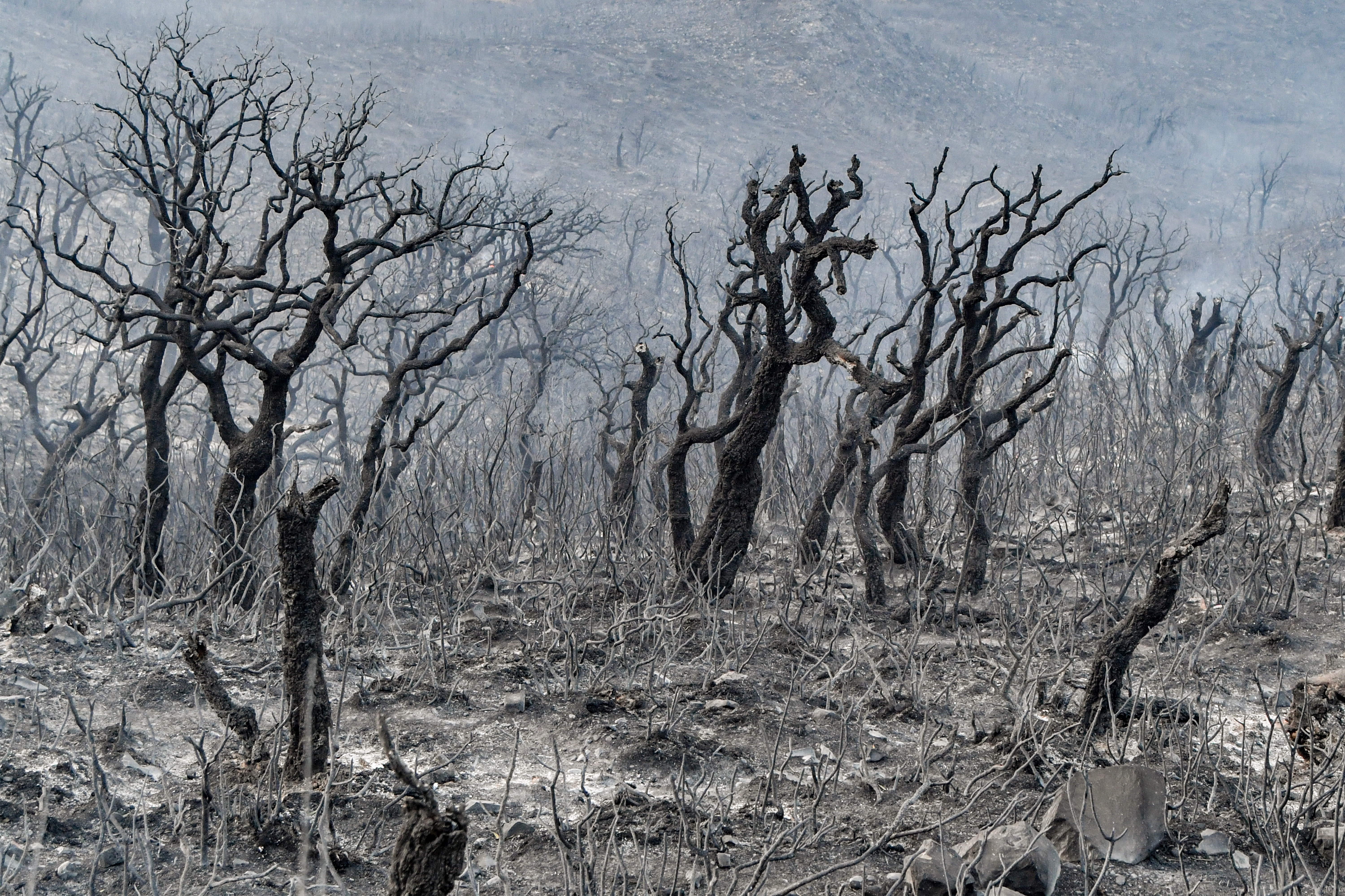 Burnt trees stand in the wake of a forest fire
