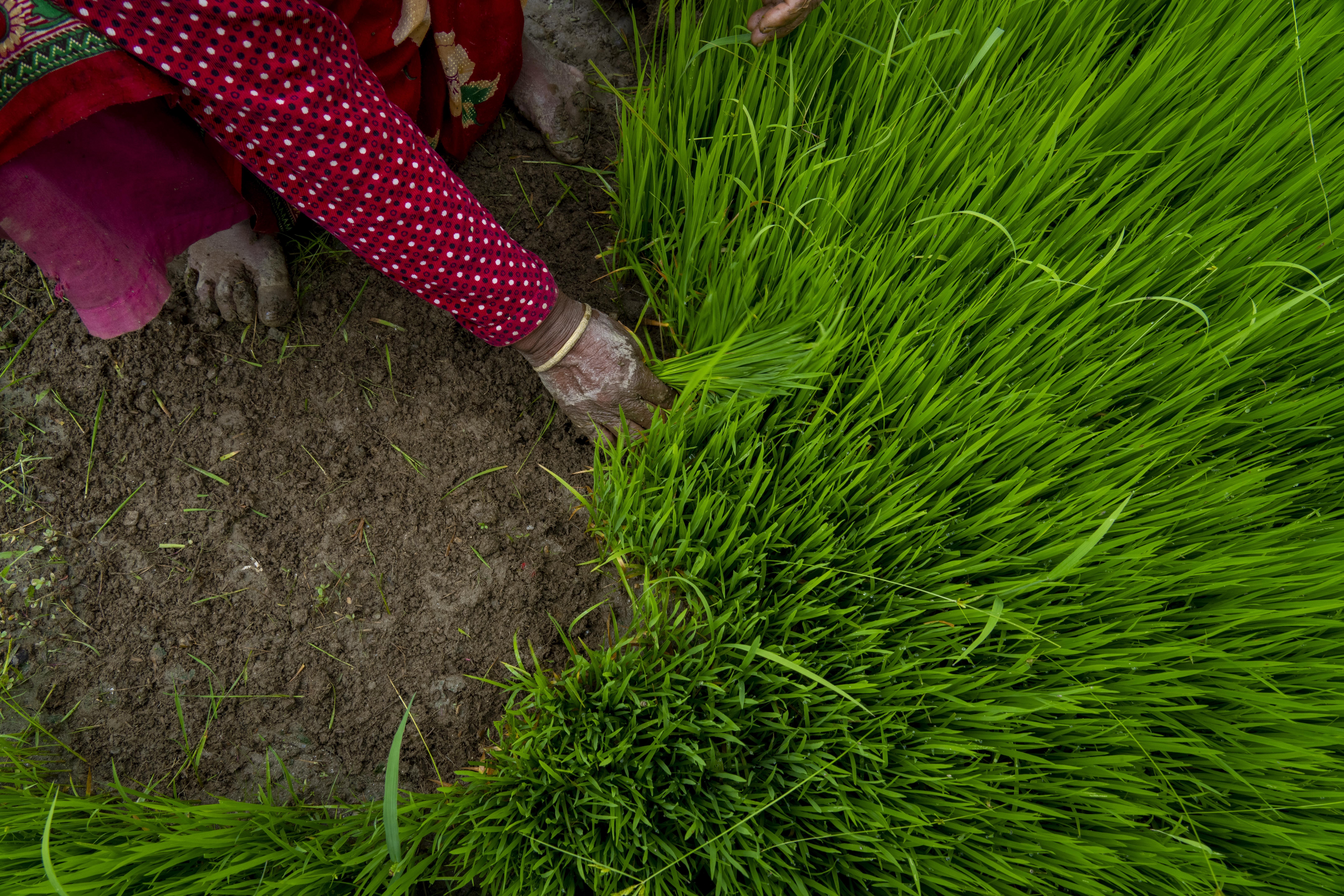 Farmers in Nepal celebrate rice planting day with special feasts and festivities