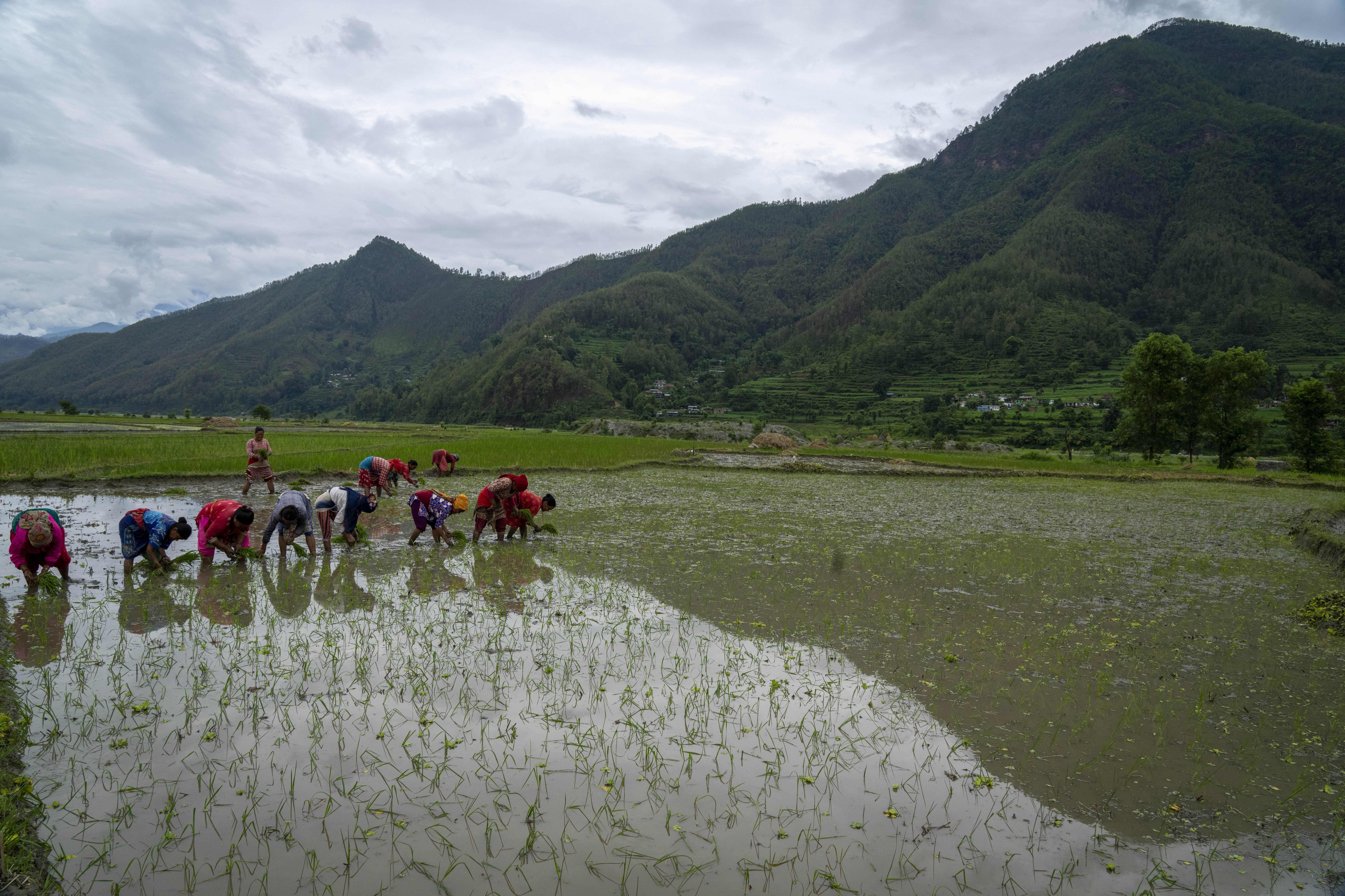 Farmers in Nepal celebrate rice planting day with special feasts and festivities