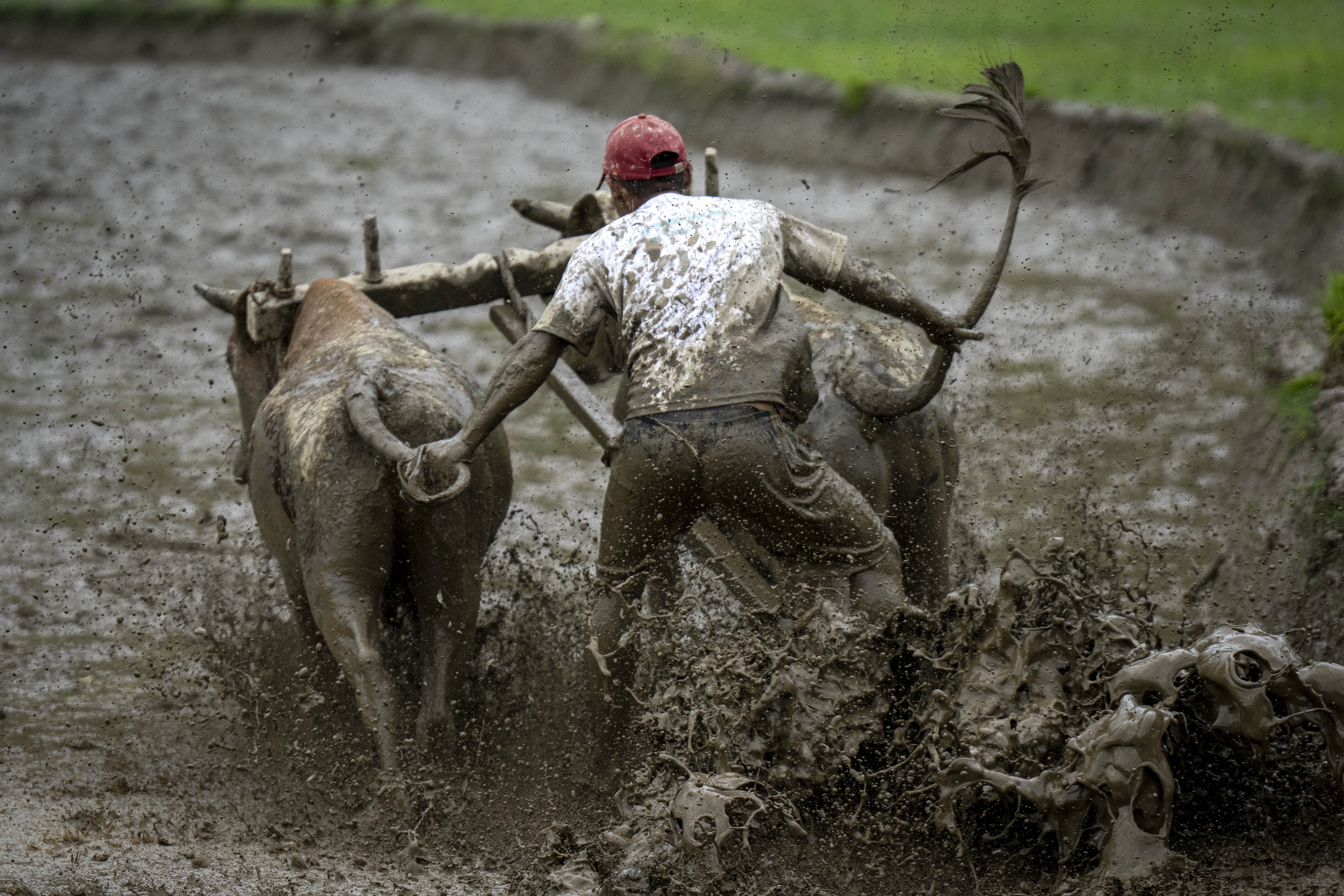 Farmers in Nepal celebrate rice planting day with special feasts and festivities