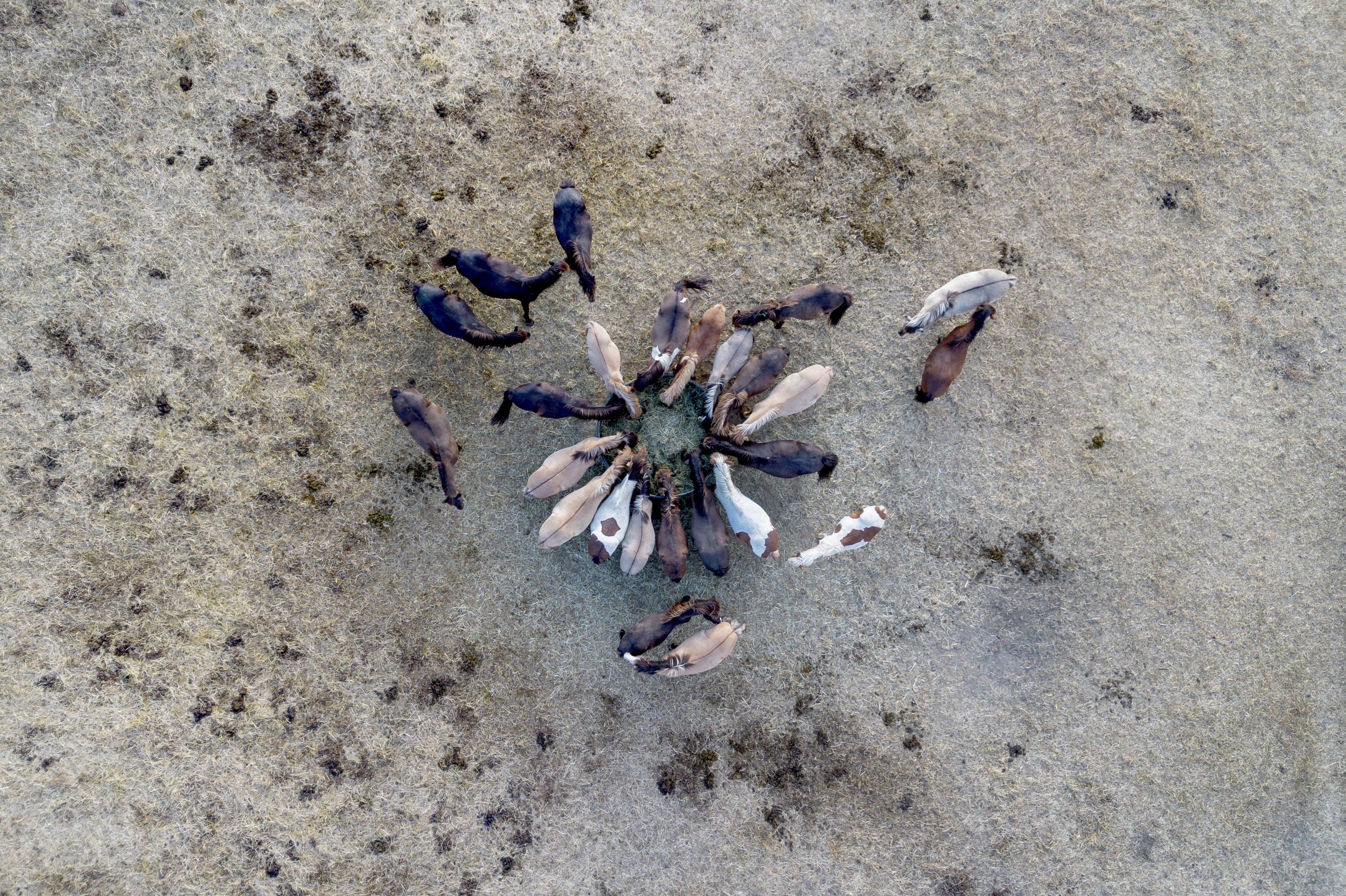 Icelandic horses surround a bin with hay