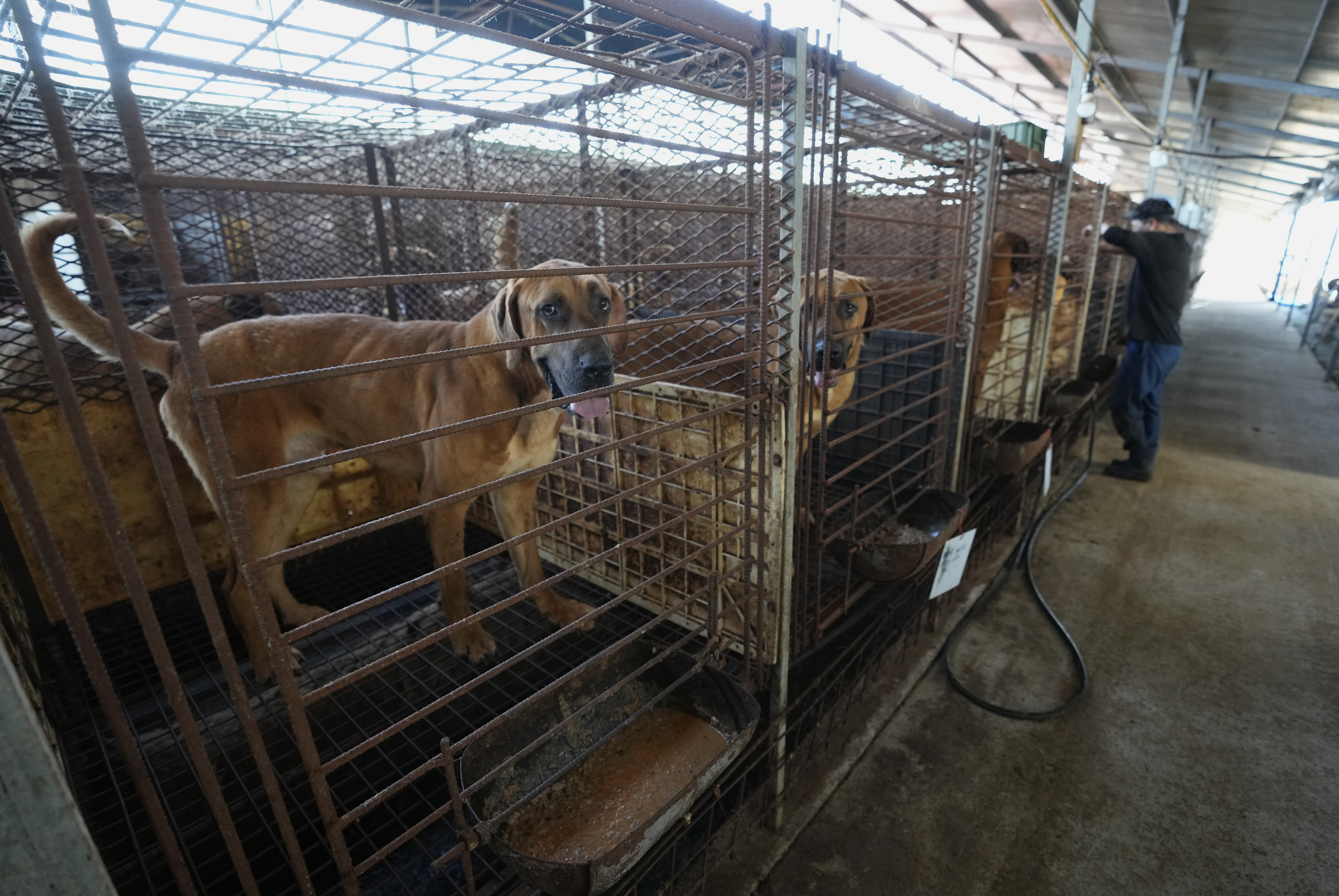 South Korea Dog Meat