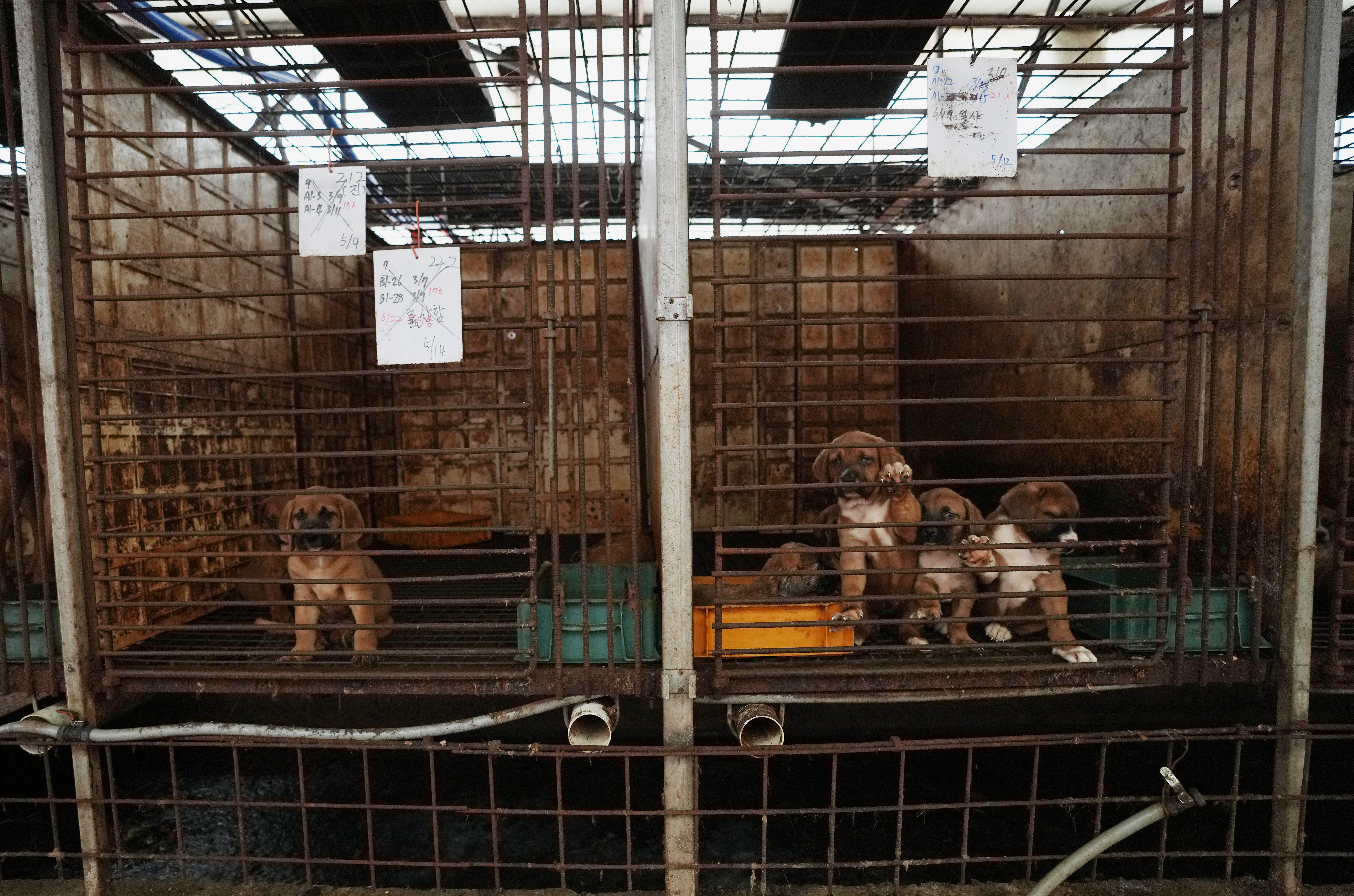 South Korea Dog Meat