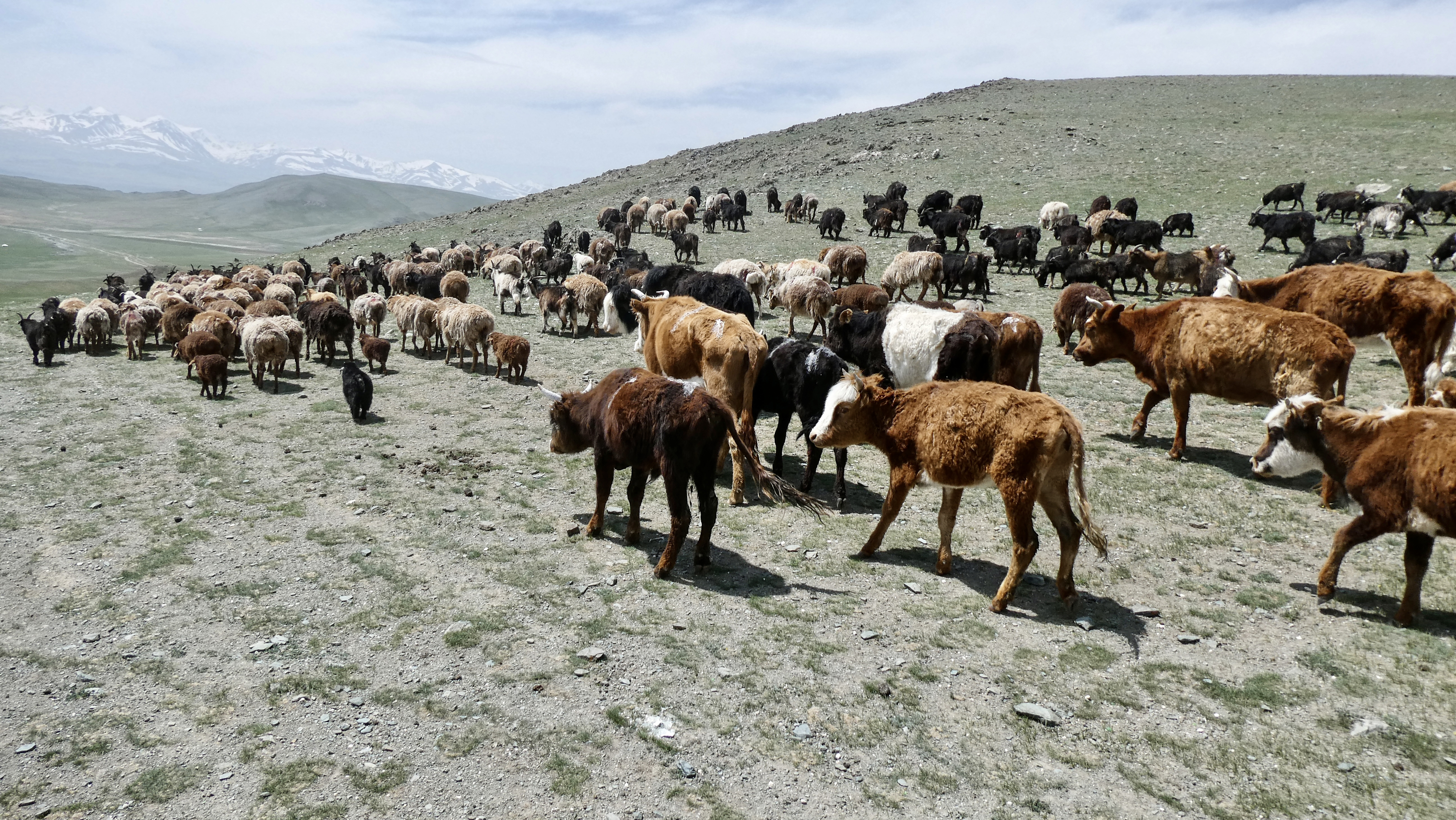 Mongolia’s brutal winters