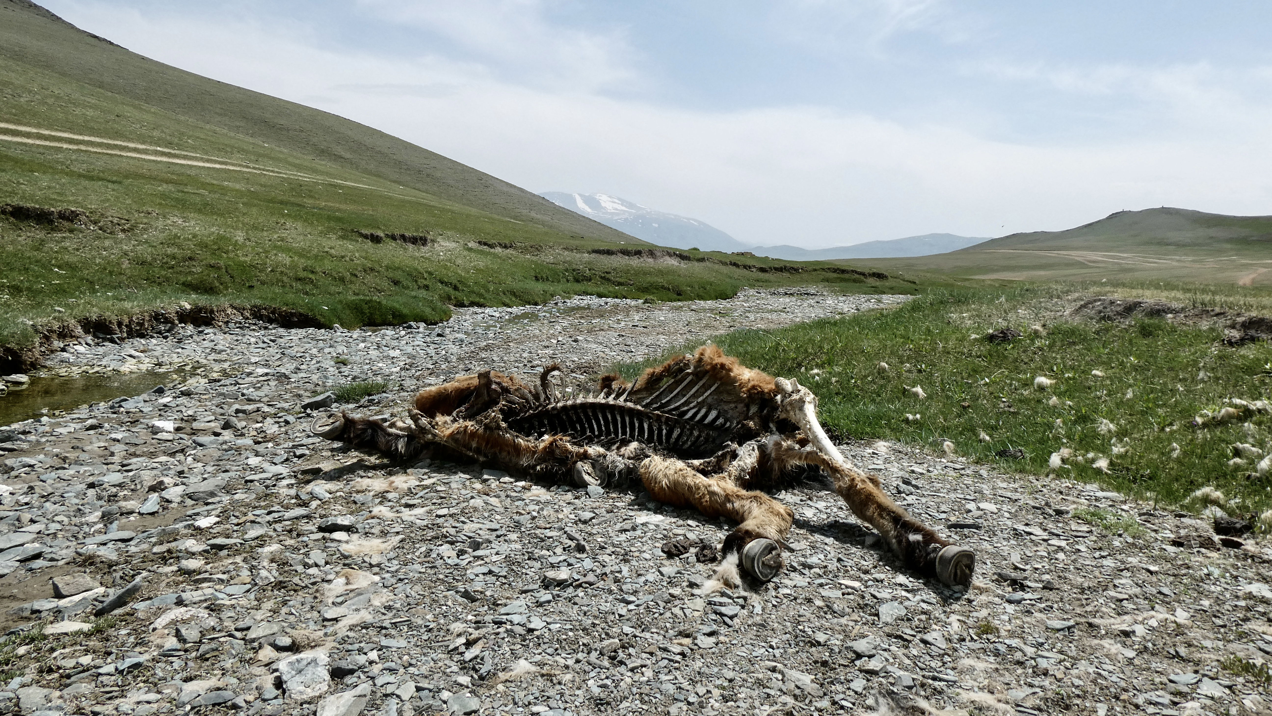 Mongolia’s brutal winters