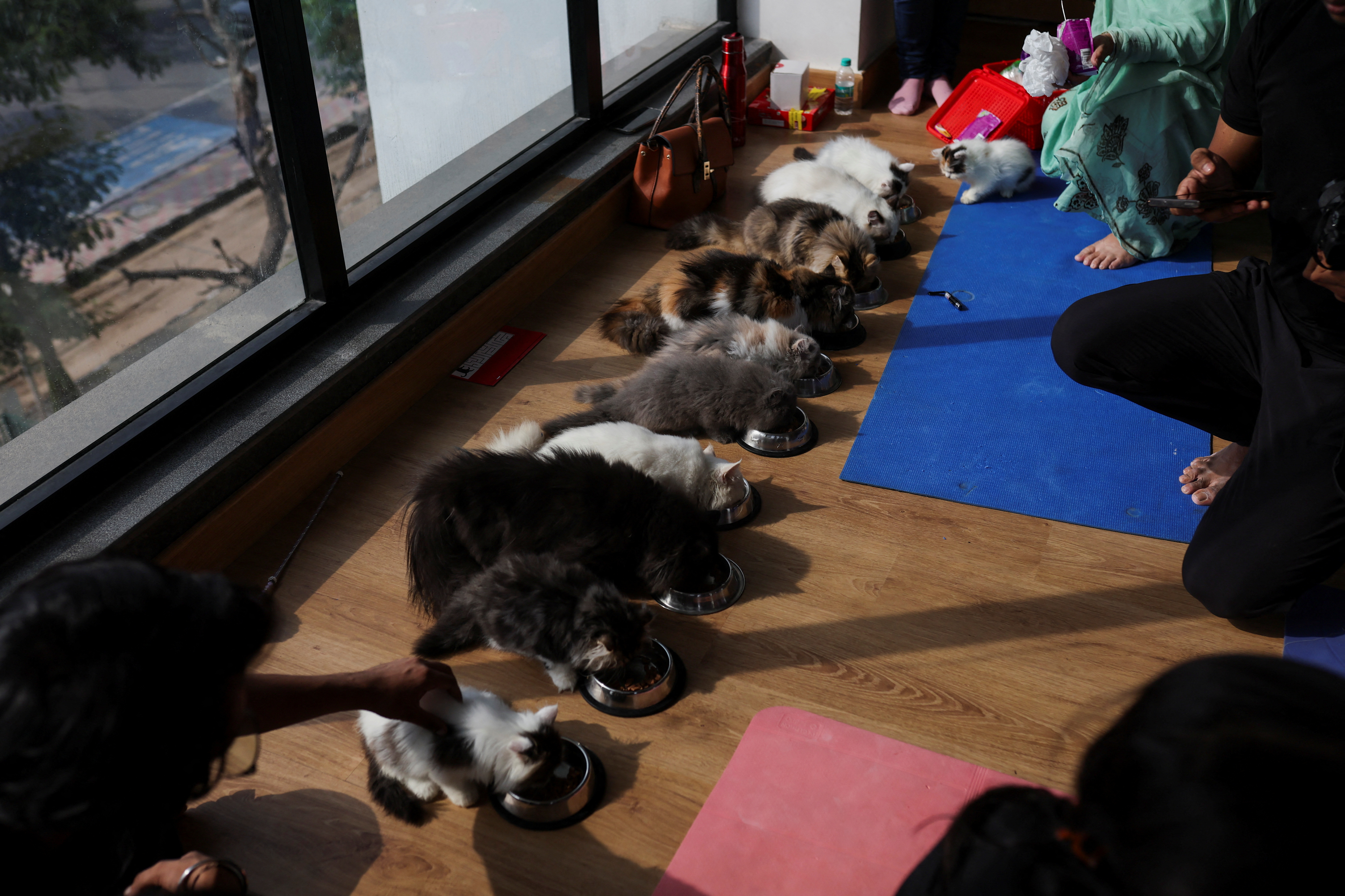 kitten yoga session