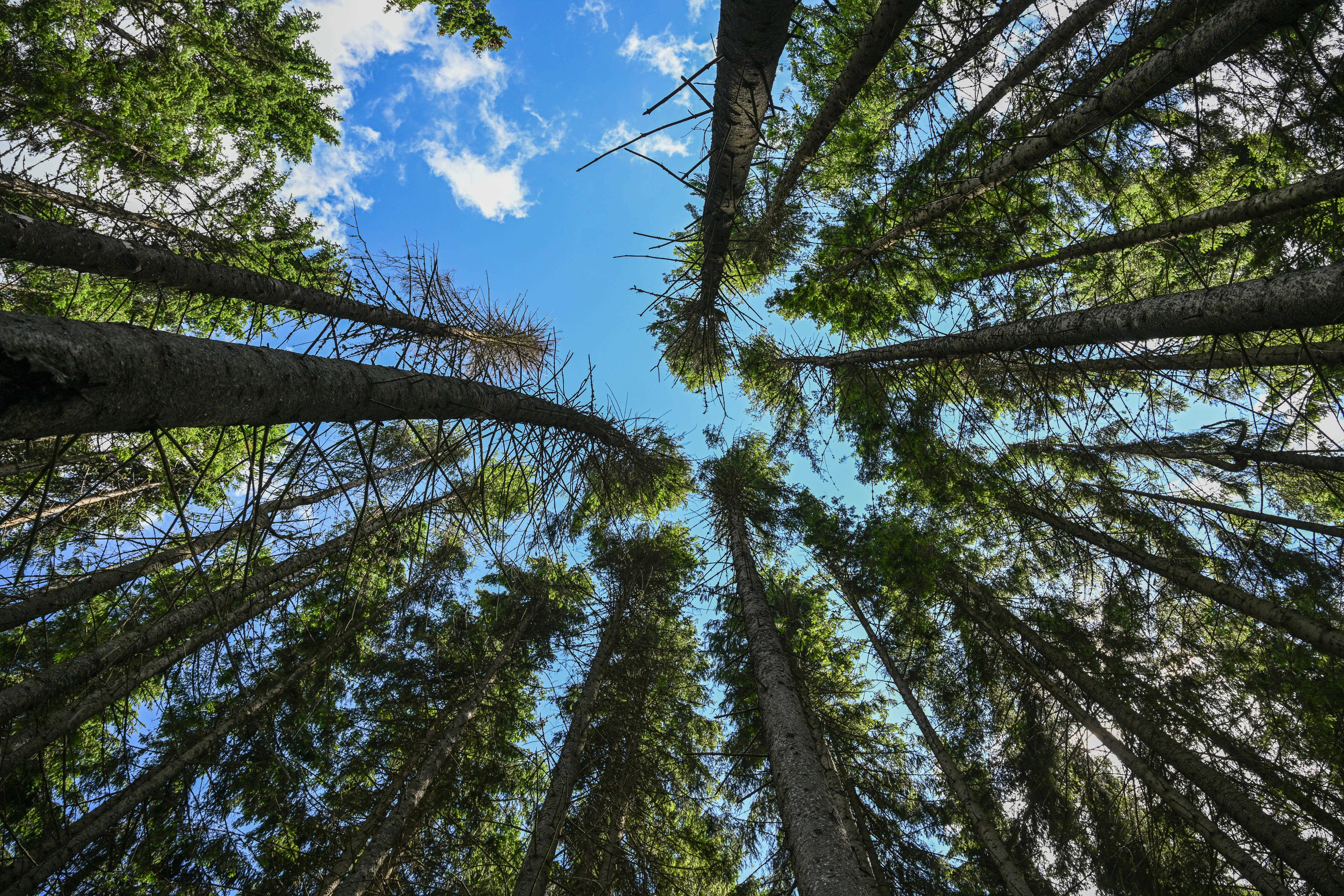 Spruce trees are pictured in the Tarhaus Valley
