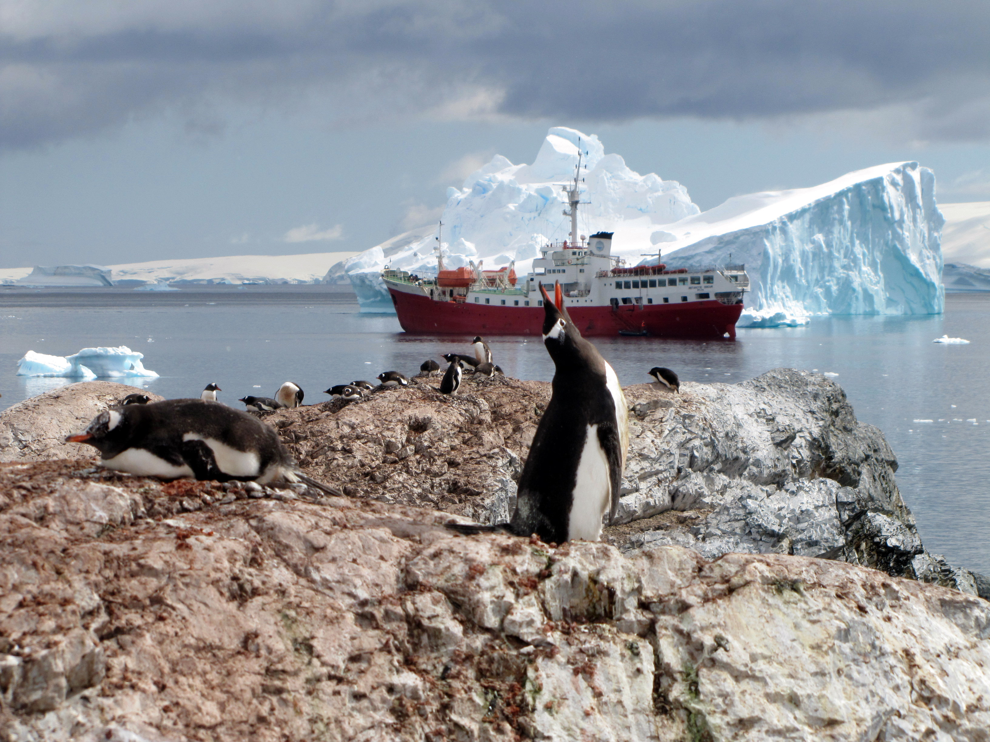 Penguins are seen on January 1, 2010 on the Antartic Peninsula.
