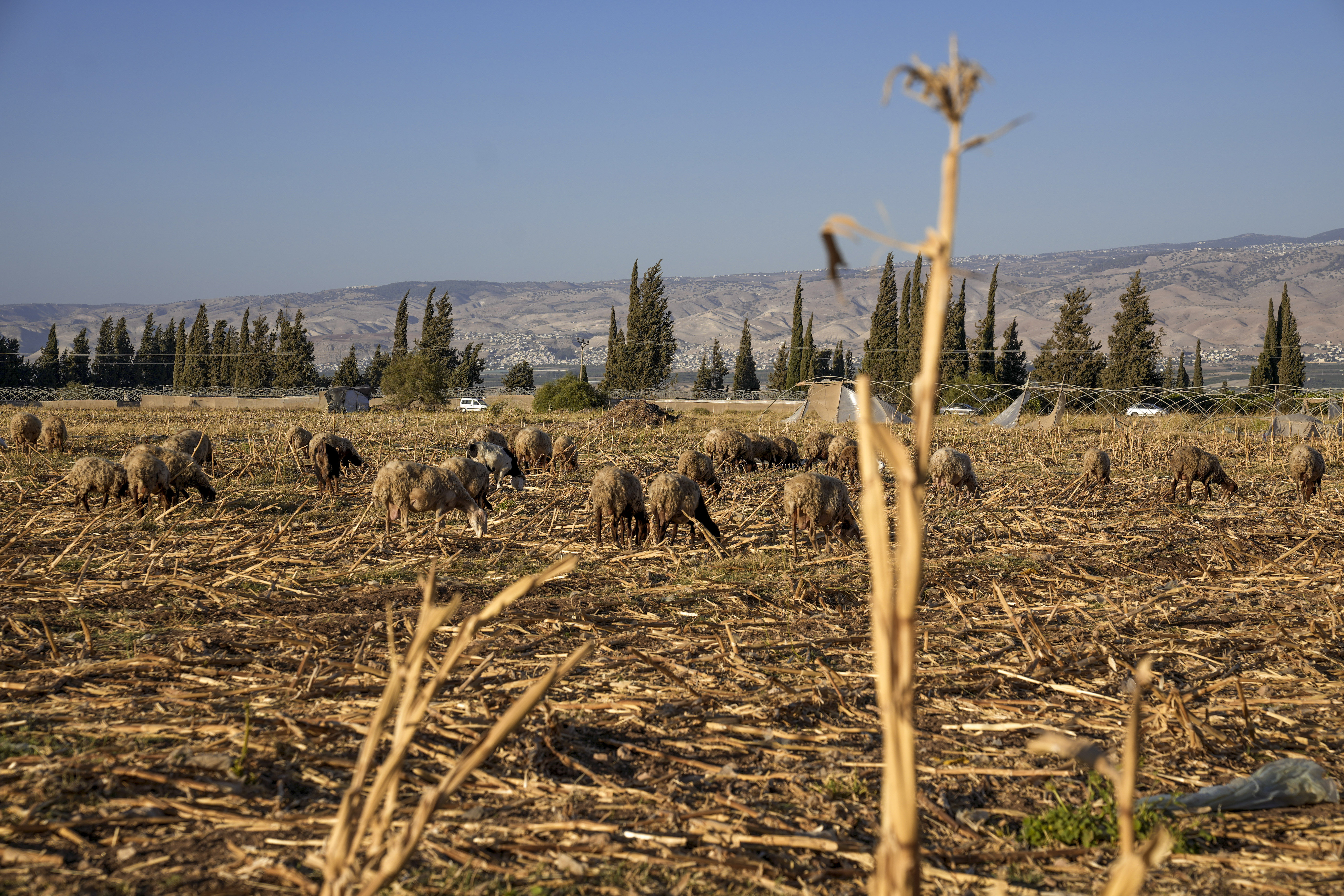 As Israeli settlements thrive, Palestinian taps run dry. The water crisis reflects a broader battle