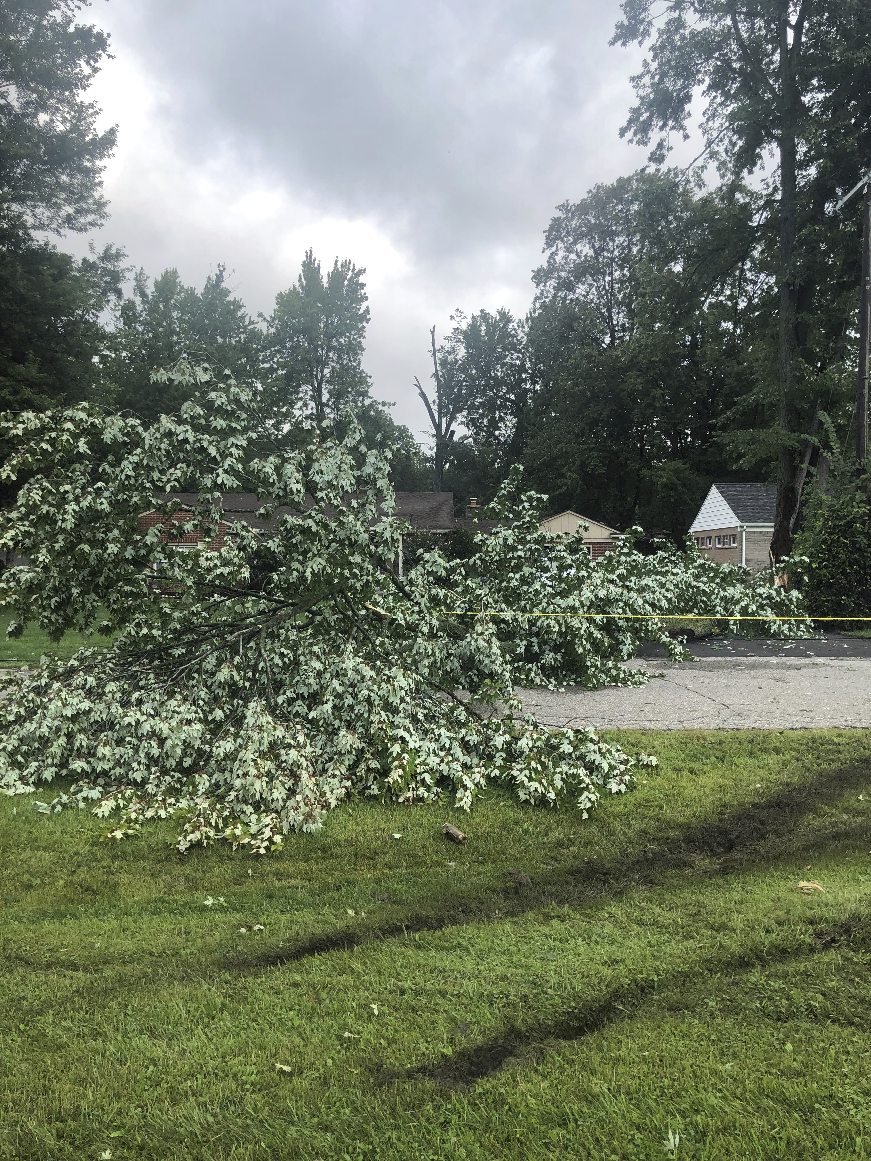 A fallen tree blocks a roadway in Michigan.