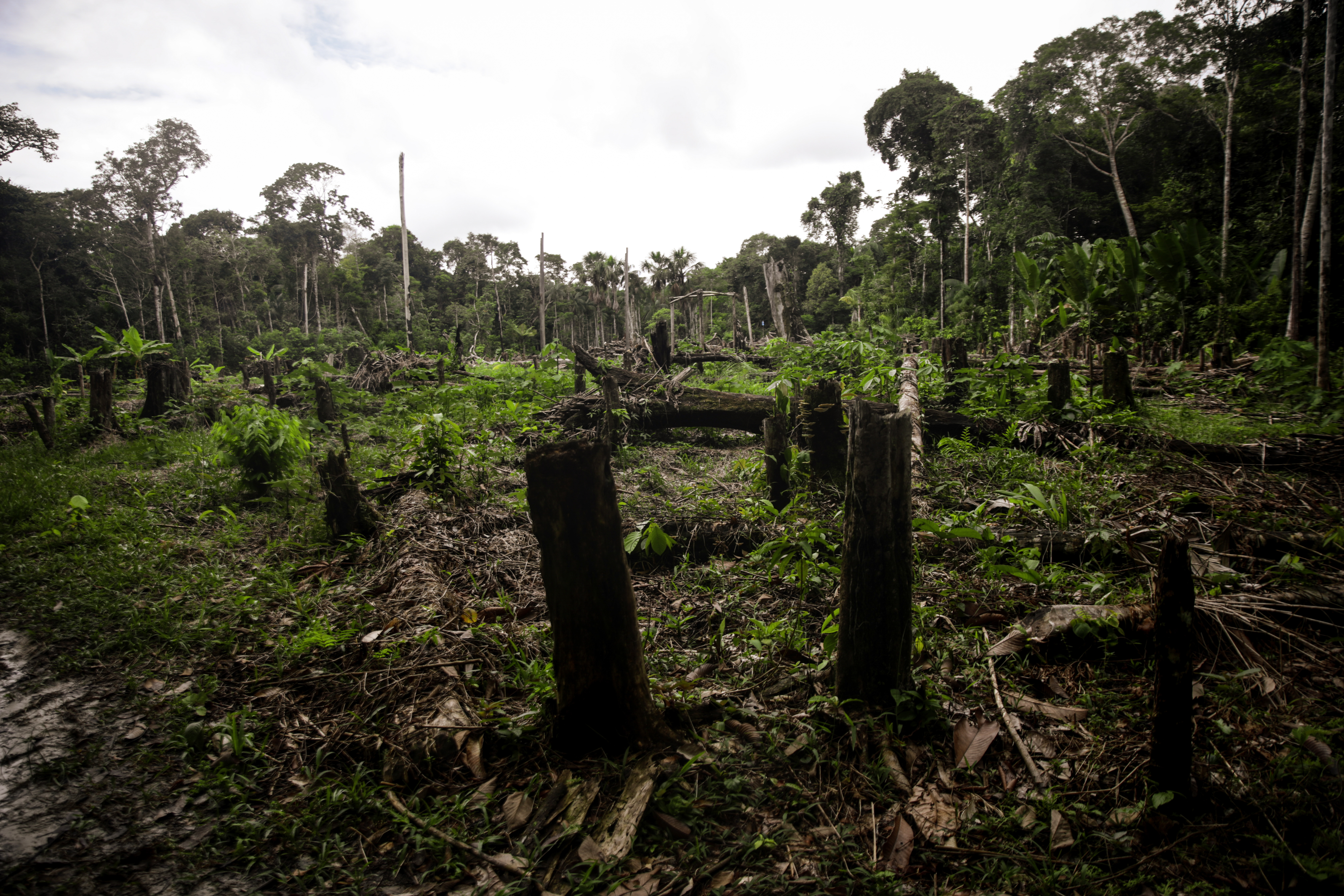 AMAZONAS, COLOMBIA - MARCH 31: Habitat destruction is causing deforestation in Amazon, Colombia on March 31, 2023. The main cause of this continuous increase in forest exploitation lies in the increased consumption of meat and the consequent expansion of extensive livestock farming, as well as soybean cultivation and pasture creation for livestock. The Amazon rainforest is shared by several countries, and statistics show a significant loss of forest in these countries. For example, Brazil has lost about 20% of its Amazon rainforest, while Colombia has lost more than 10%. Similarly, Bolivia, Peru, and Venezuela have lost between 5% and 10% of their Amazon forests. (Photo by Juancho Torres/Anadolu Agency via Getty Images)