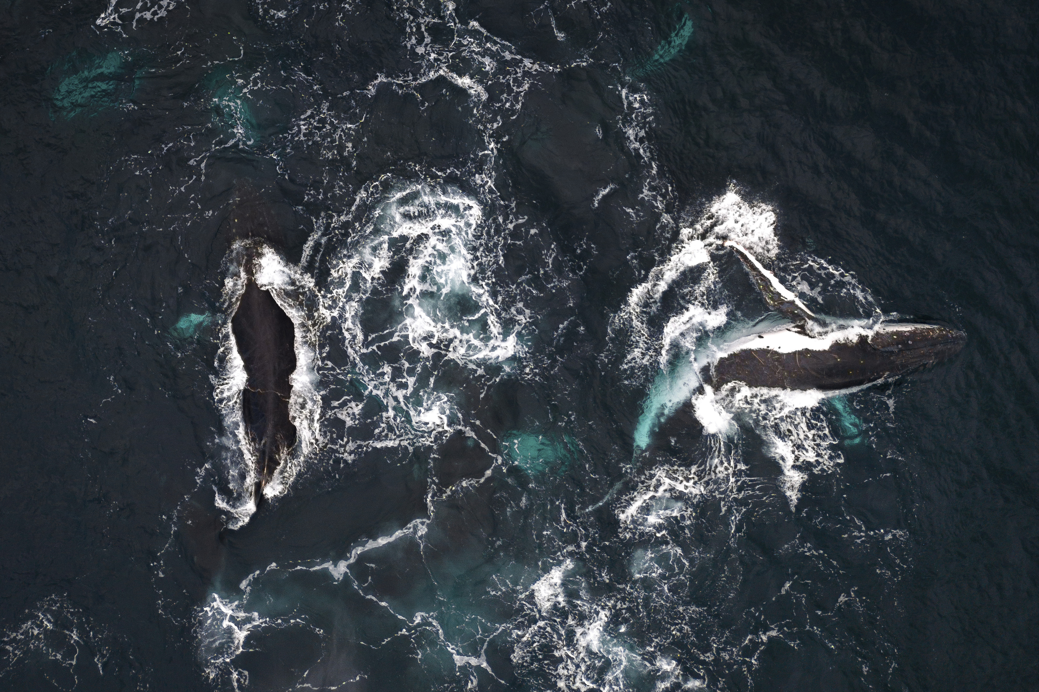 A humpback whale surfaces in the waters of Bahía Solano