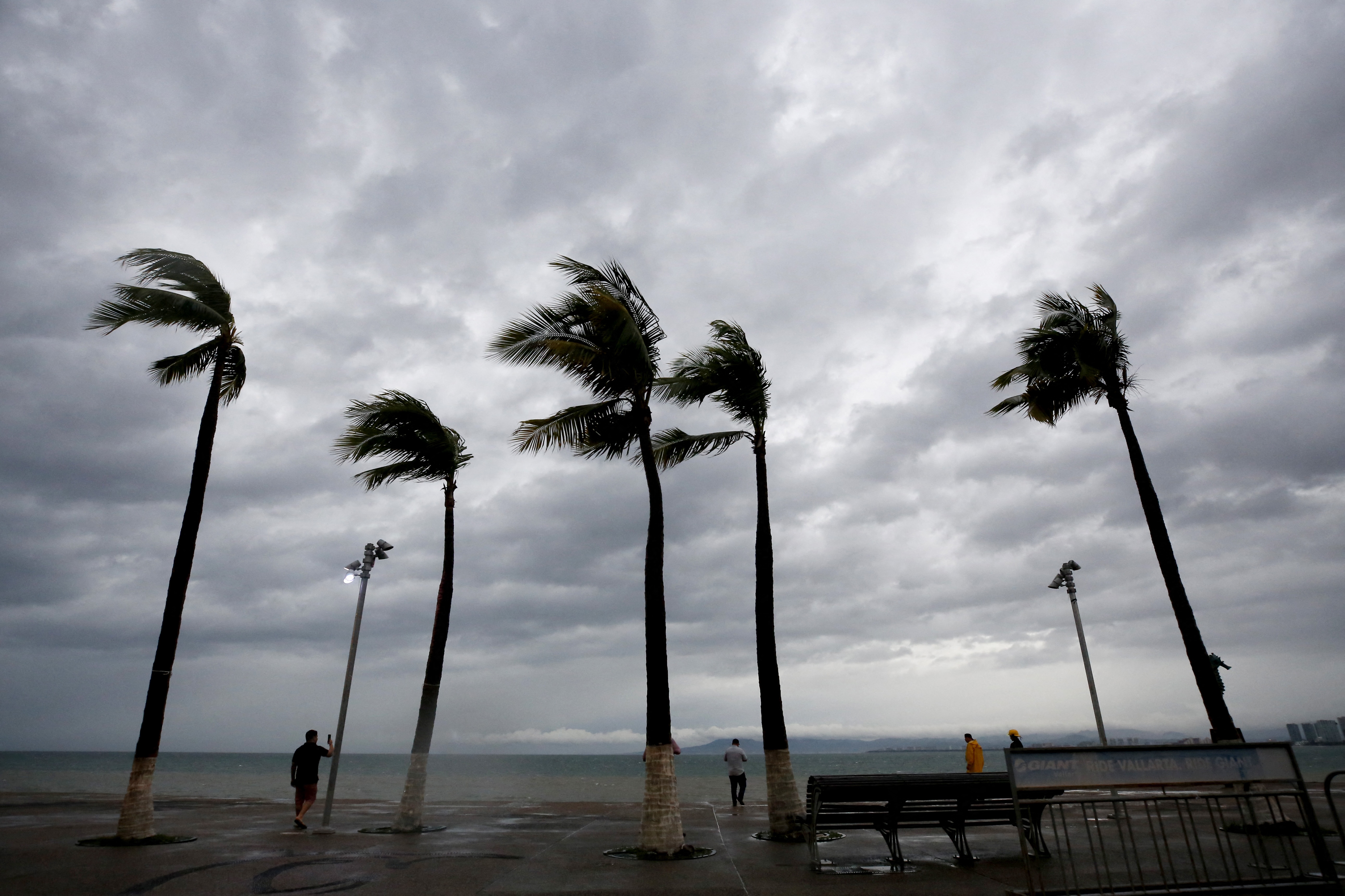 Palm trees in the wind at Puerto Vallarto. The skies are grey and cloudy